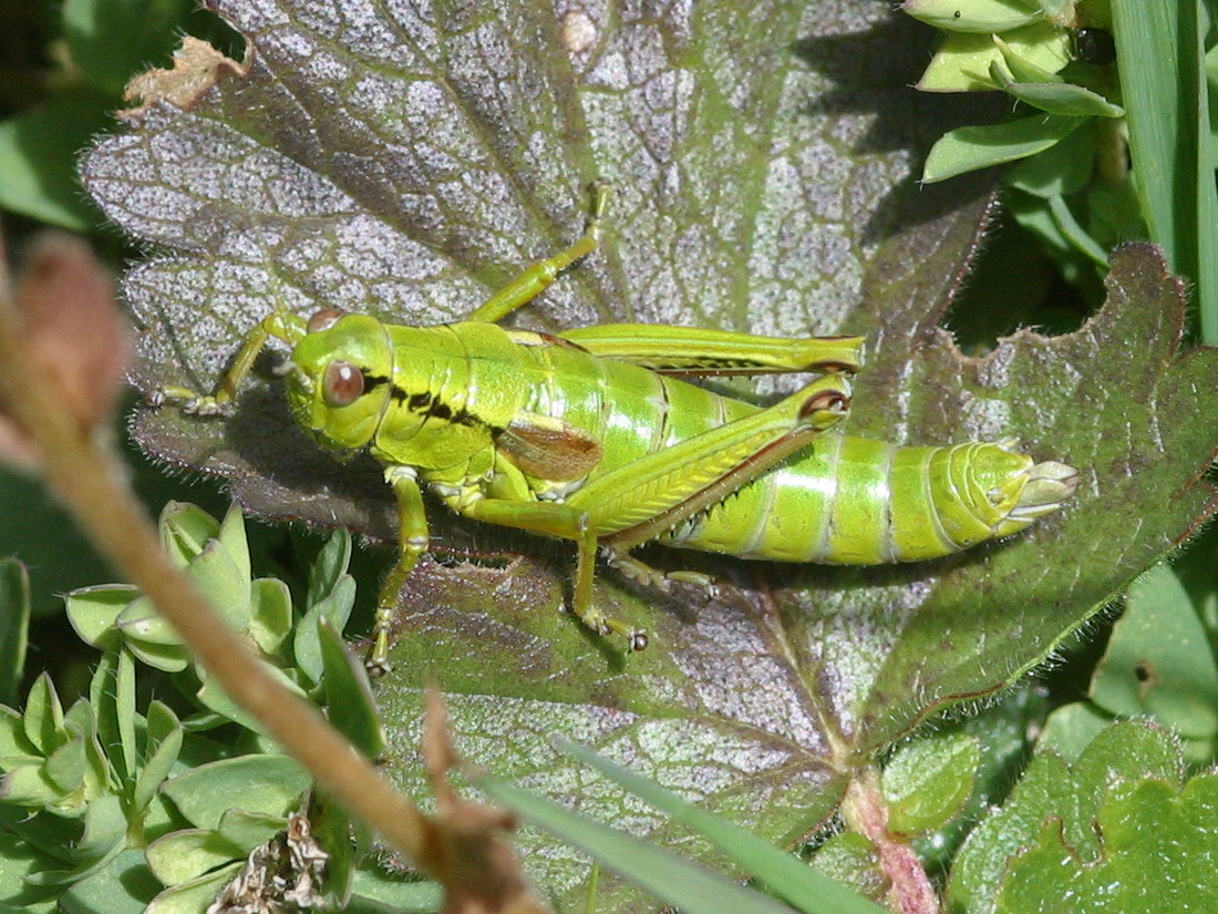 Afficher le média miramella_subalpina4bd miramella_subalpina4bd