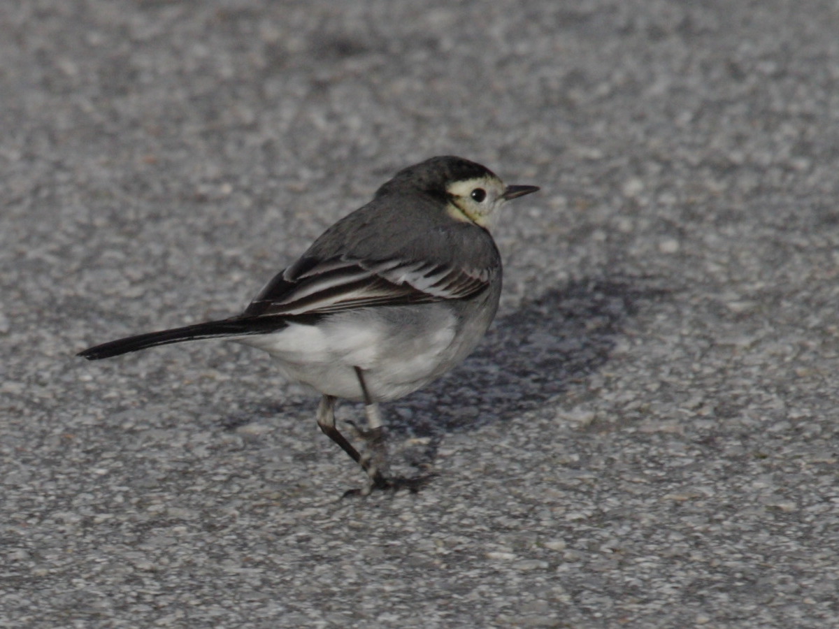 Afficher le média Motacilla_yarrellii3 Motacilla_yarrellii3