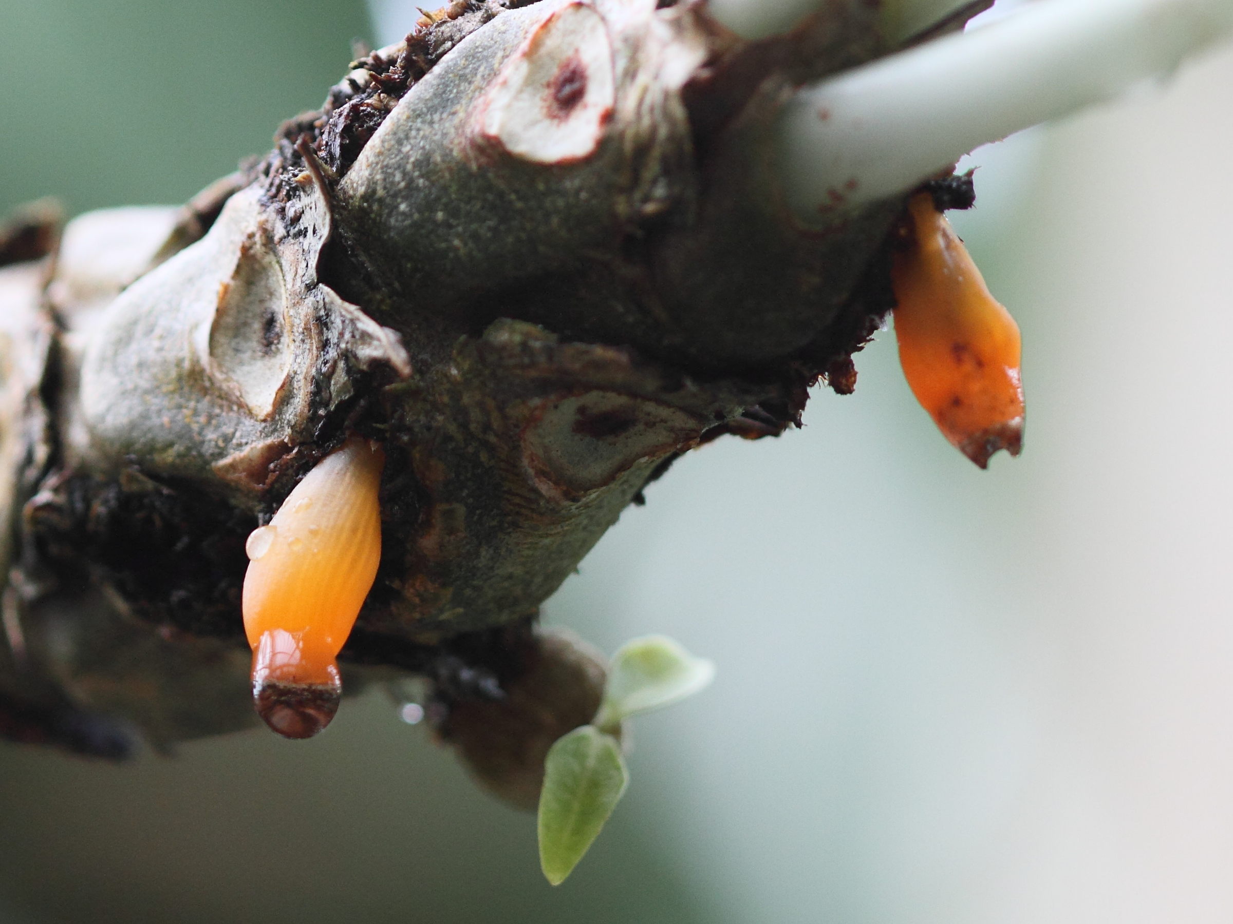 Afficher le média myrmecodia_tuberosa2bd myrmecodia_tuberosa2bd