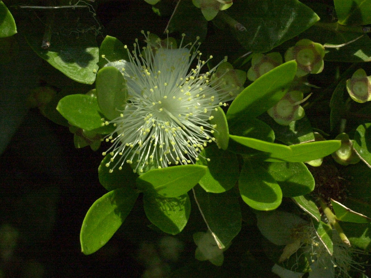 myrtus_communis2md