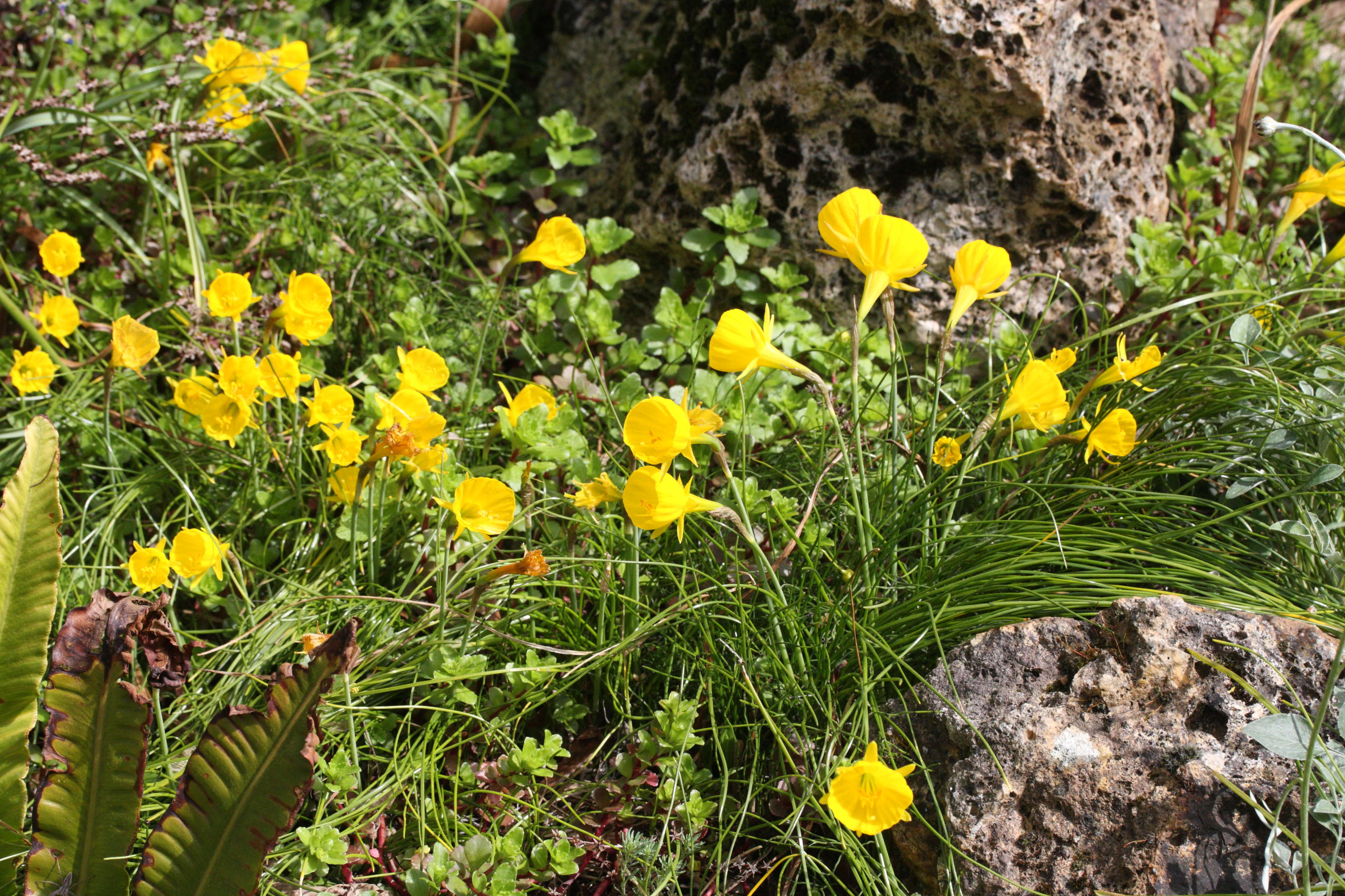 Afficher le média narcissus_bulbocodium1md narcissus_bulbocodium1md