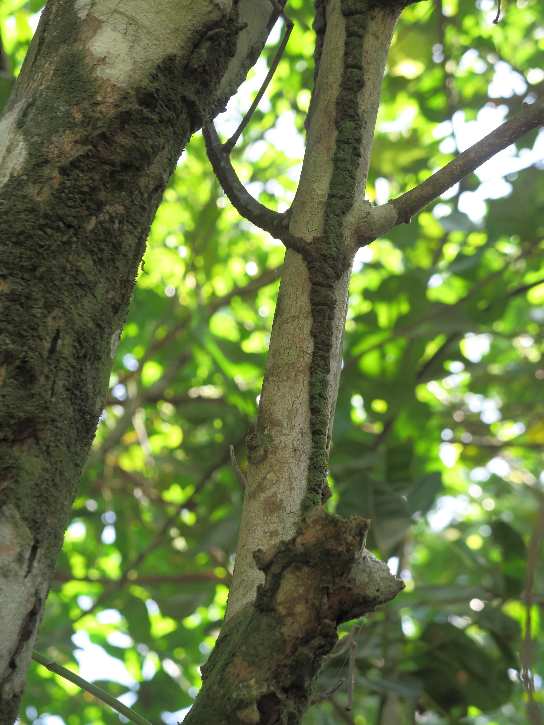 nasutitermes_corniger9md