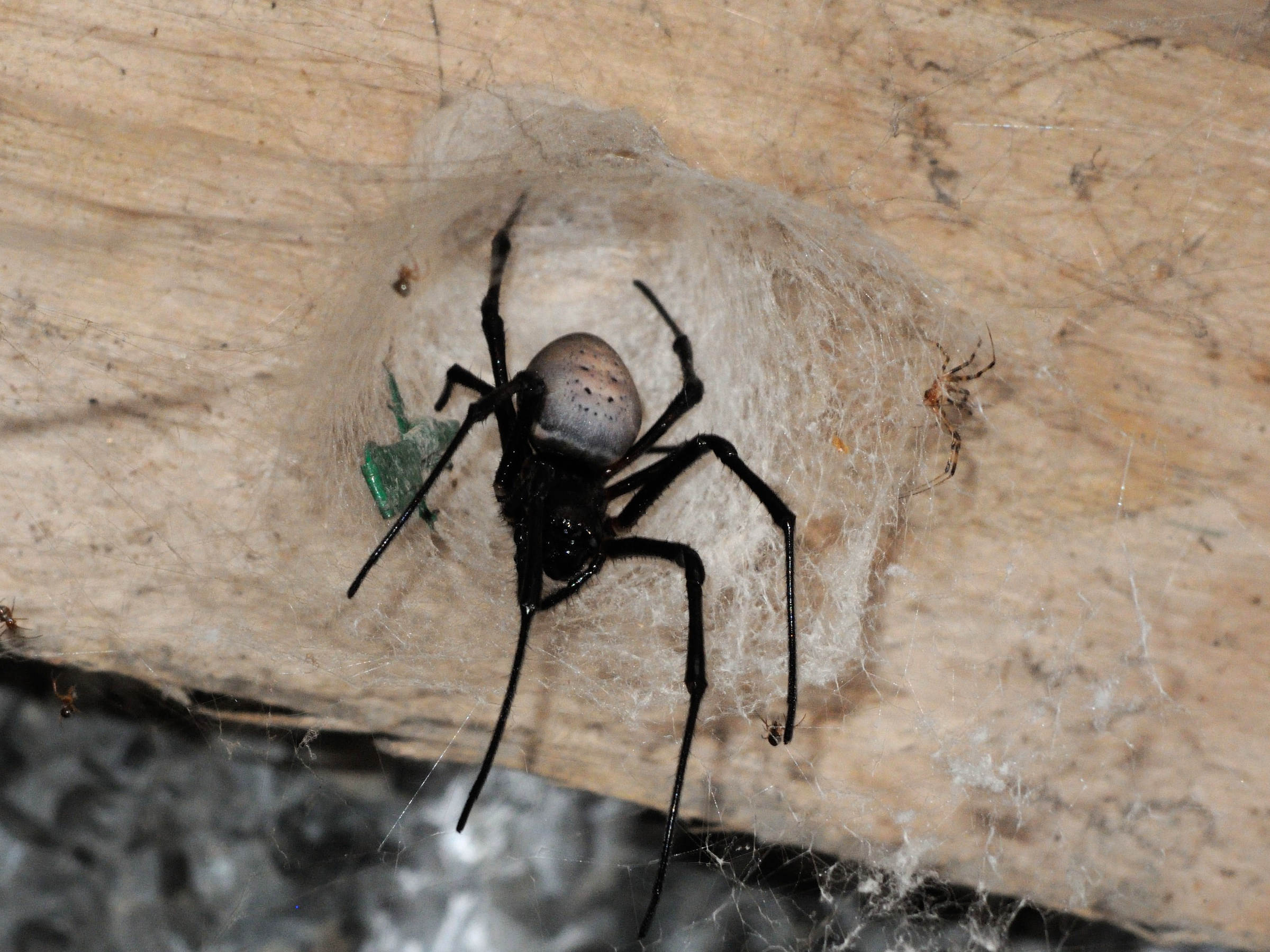 nephilingis_livida1md