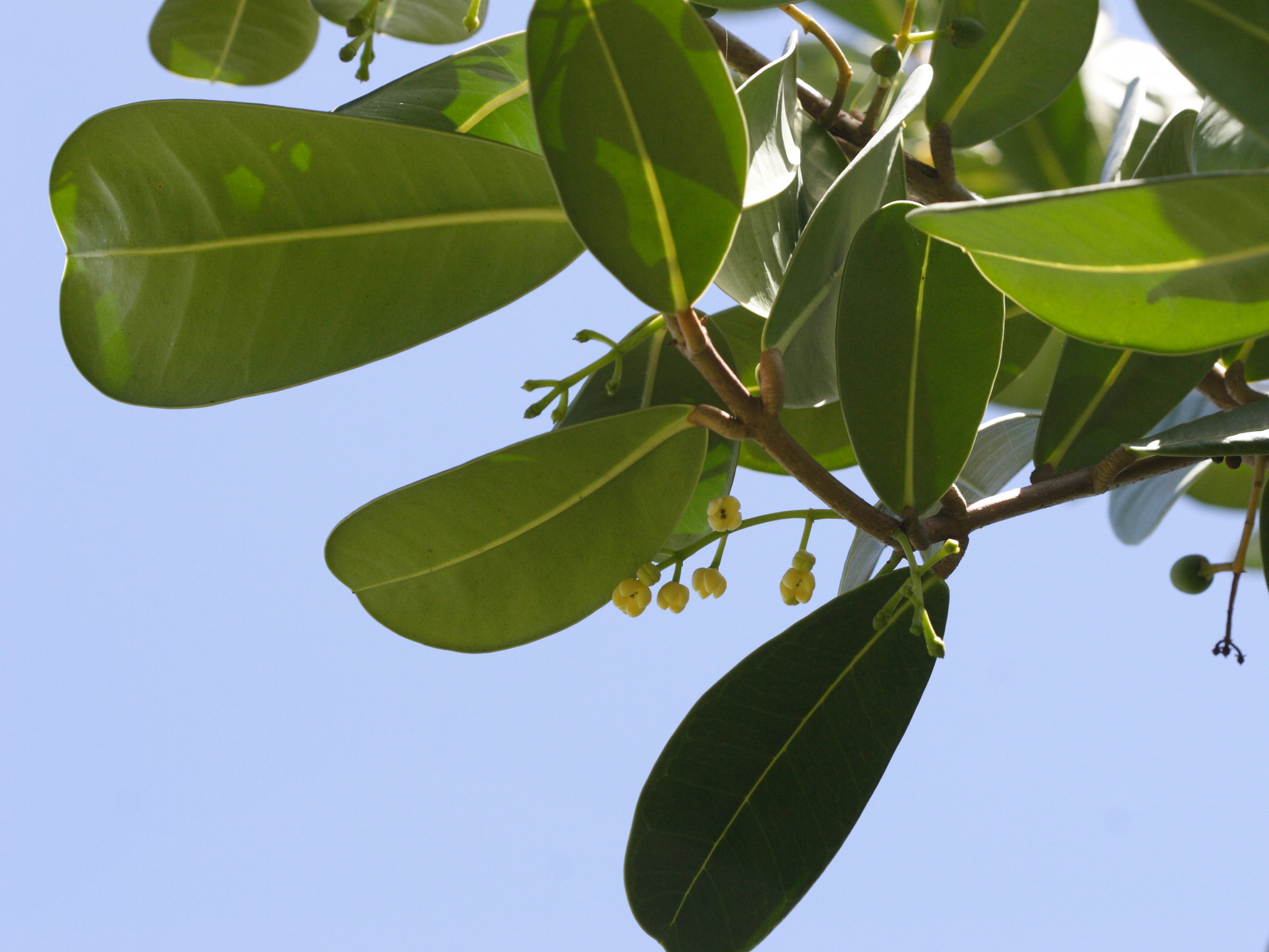 noronhia_emarginata3bd