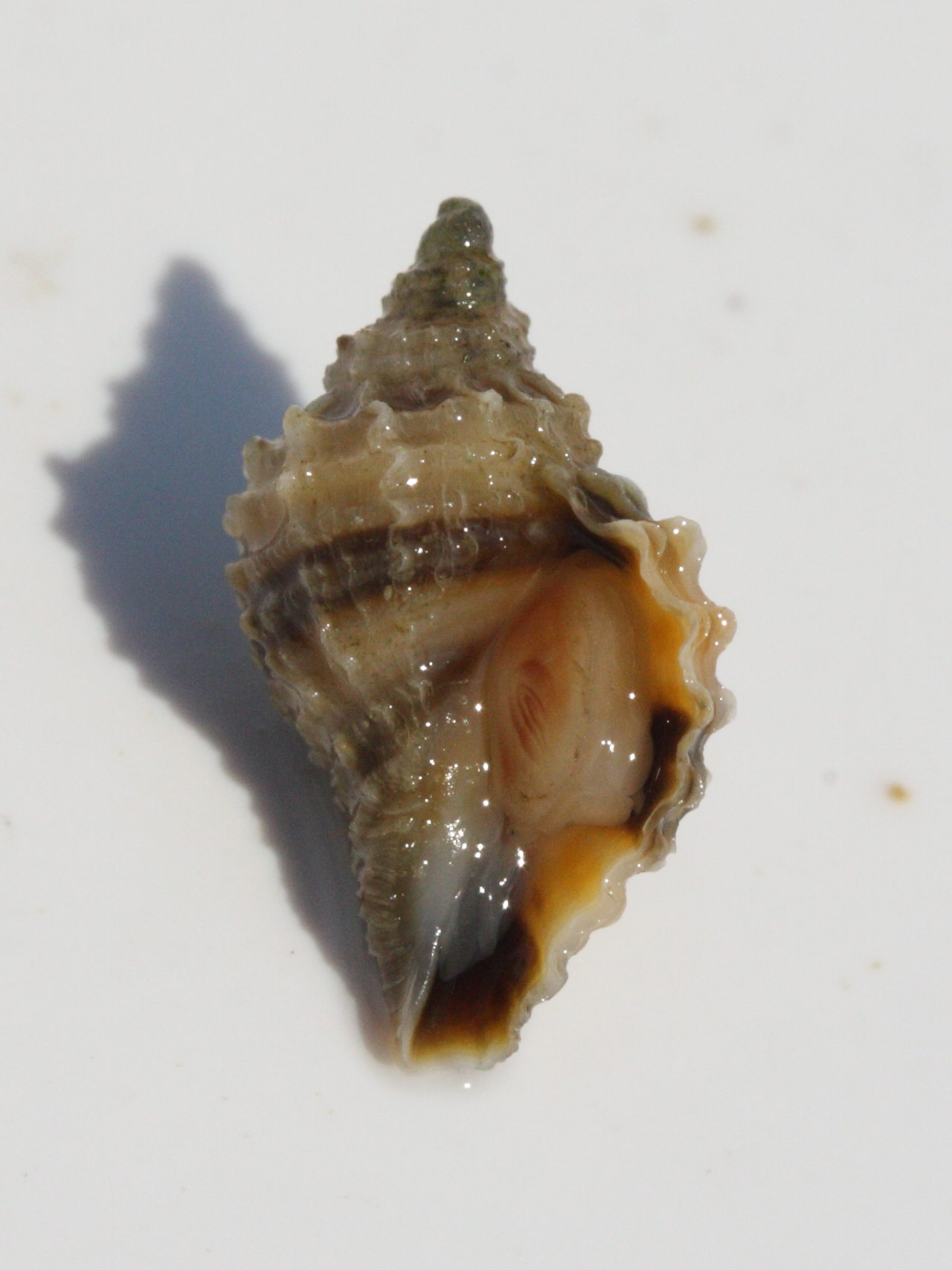 nucella_lapillus_juv2md