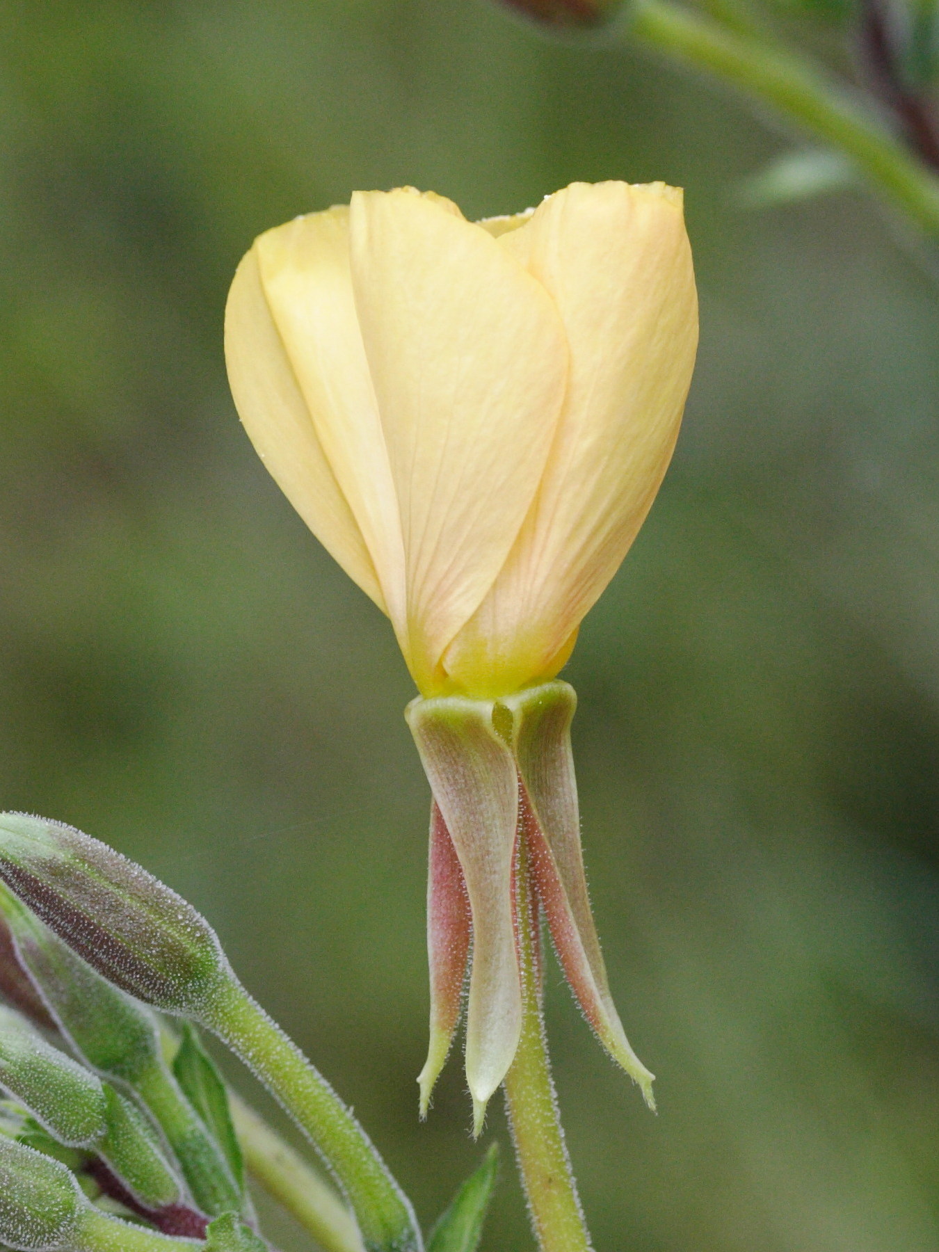 oenothera_fallax4md