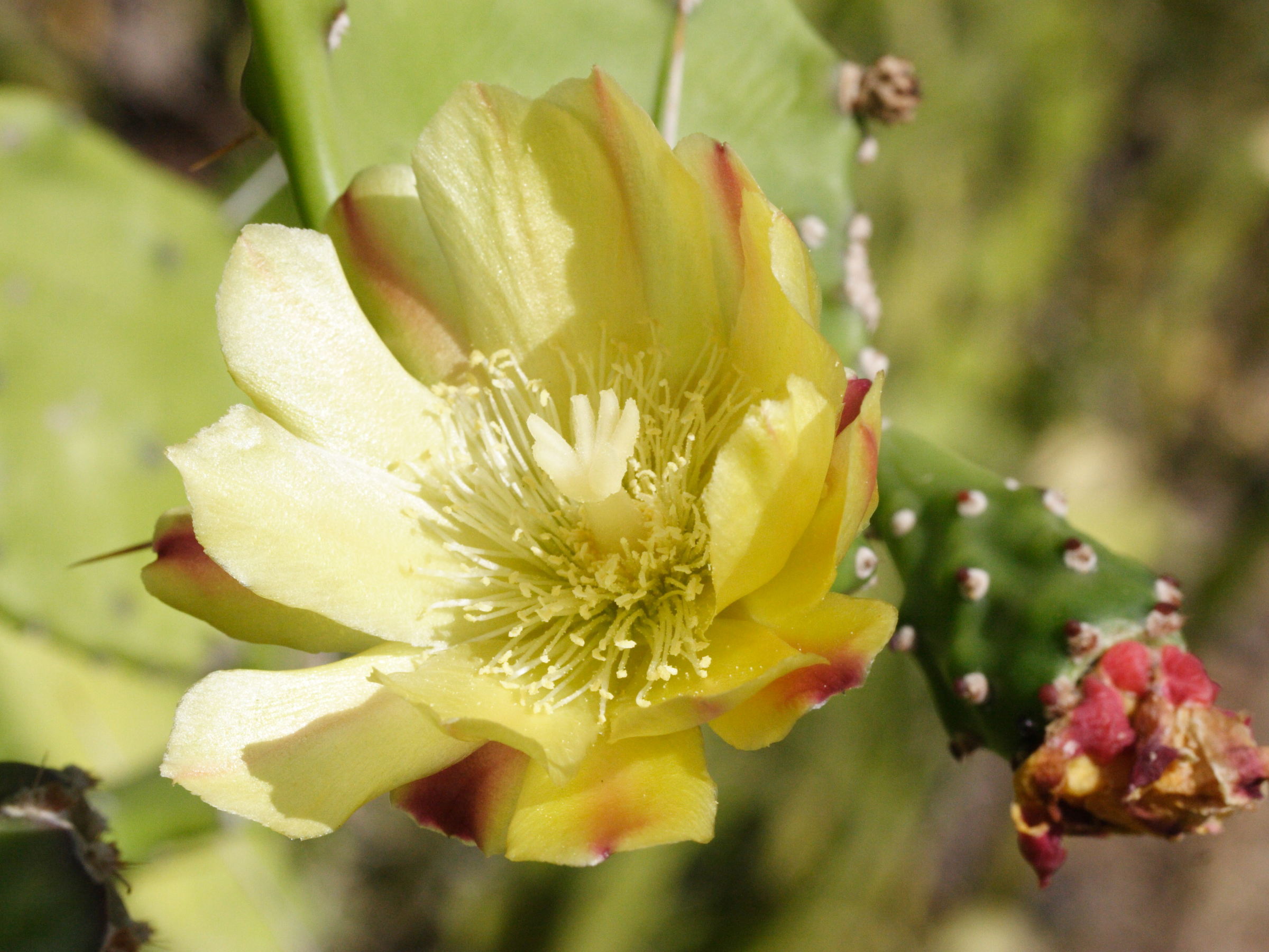 opuntia_monacantha3md
