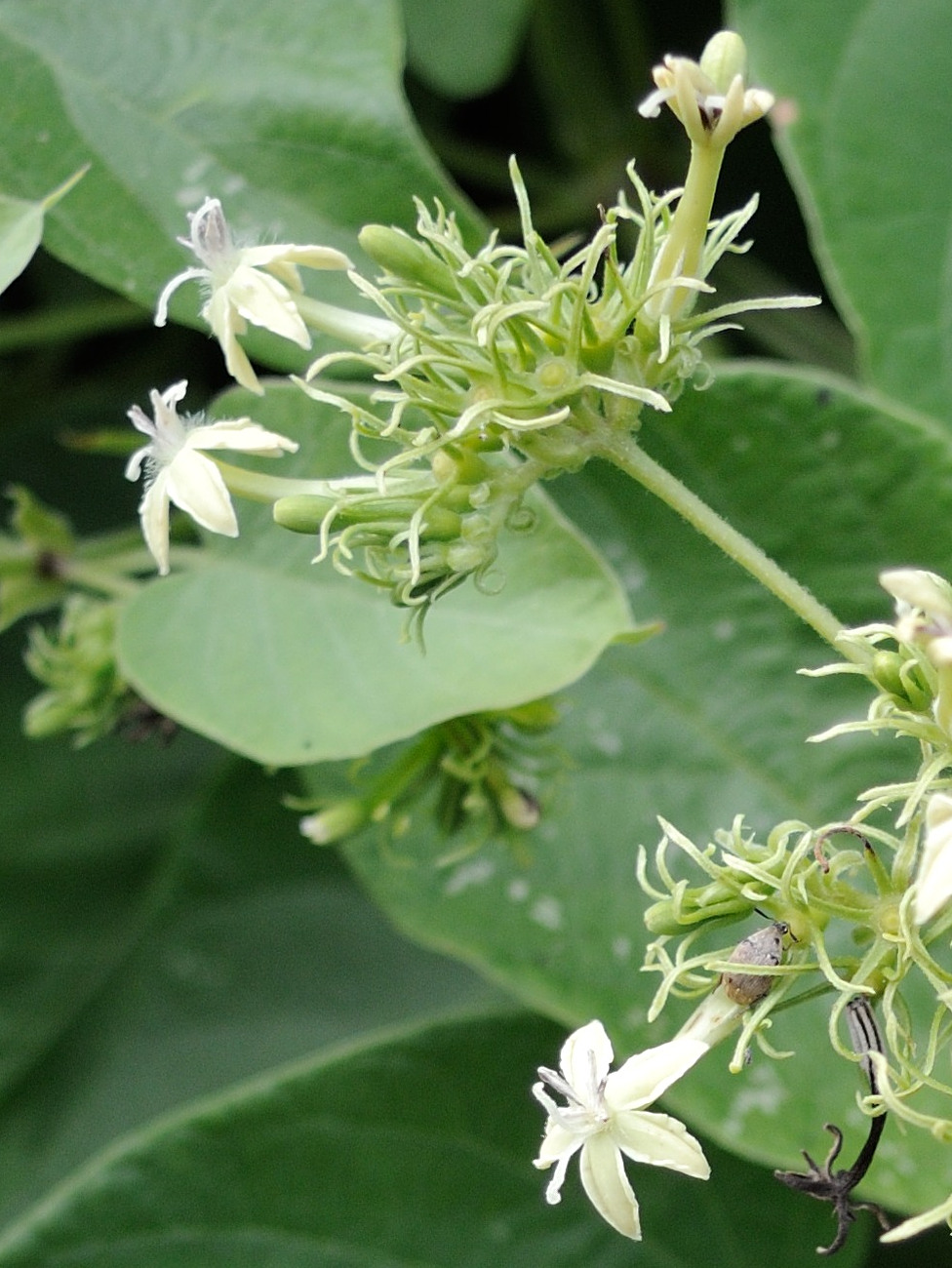 paederia_bojeriana3md