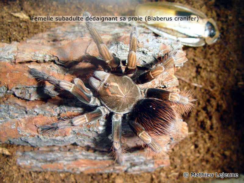 panphobeteus_platyomma4ml