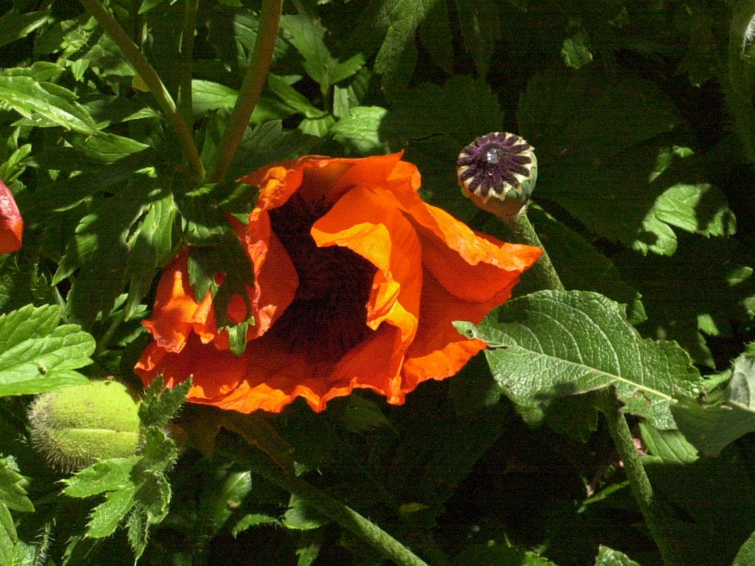 papaver_orientale2md