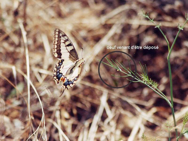 papilio_machaon_ponte1md