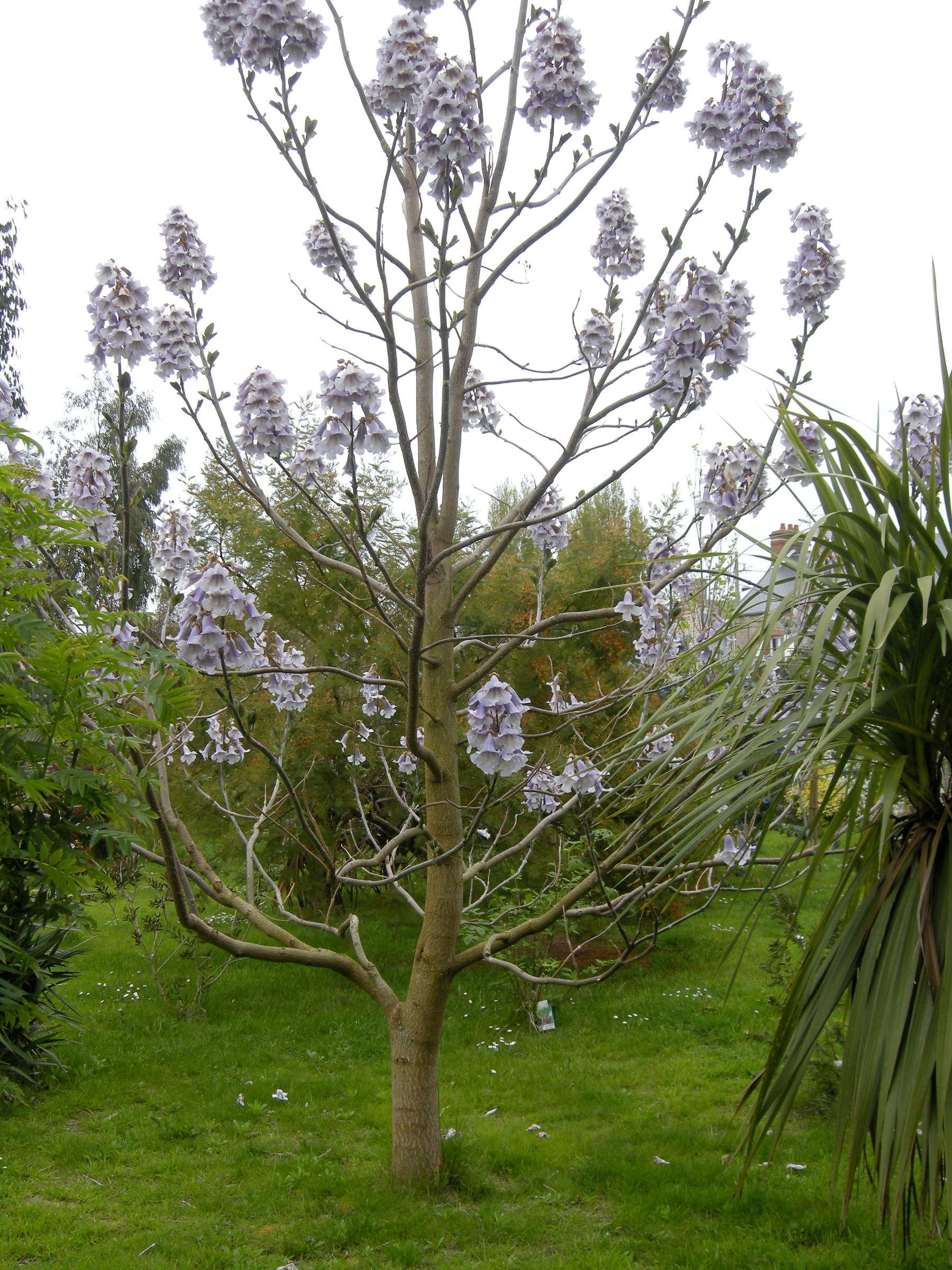 paulownia_fortunei4md