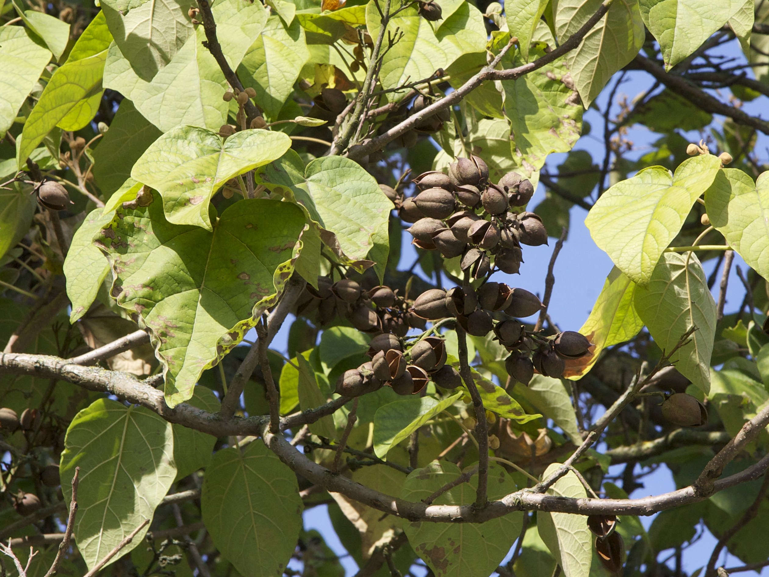 paulownia_tomentosa8md
