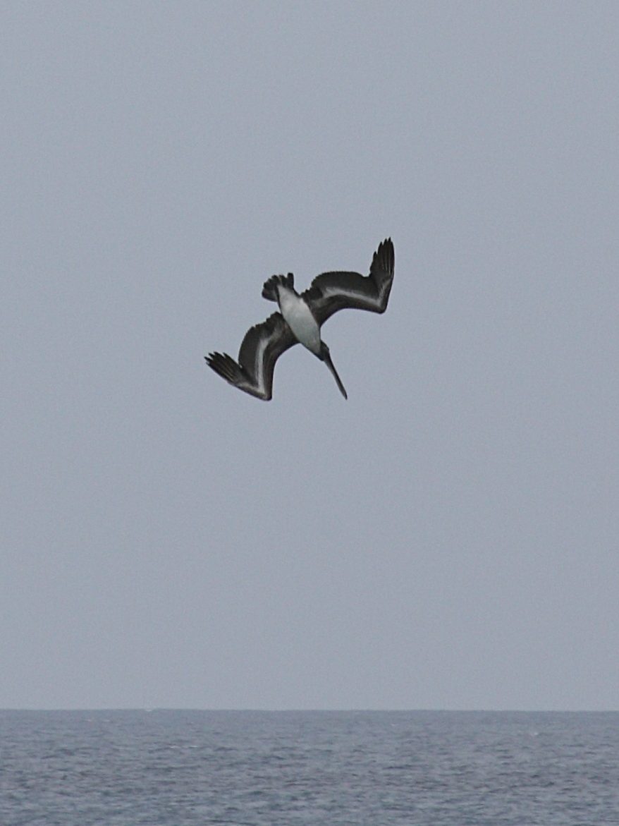 pelican_brun_-_pelecanus_occidentalis1sd