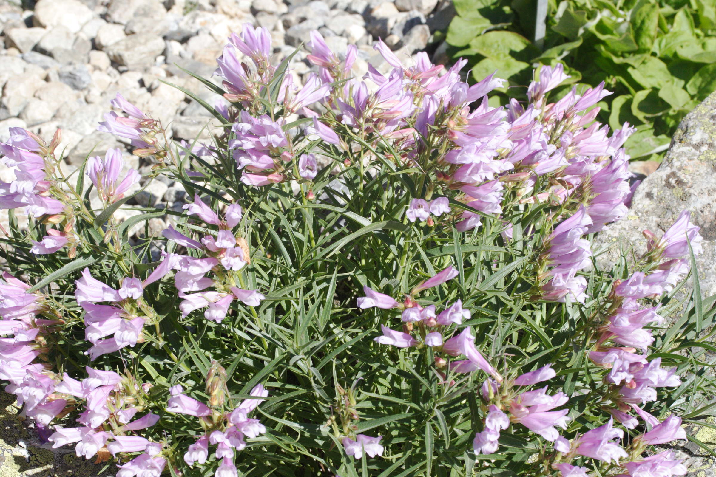 Afficher le média penstemon_lyallii1md penstemon_lyallii1md