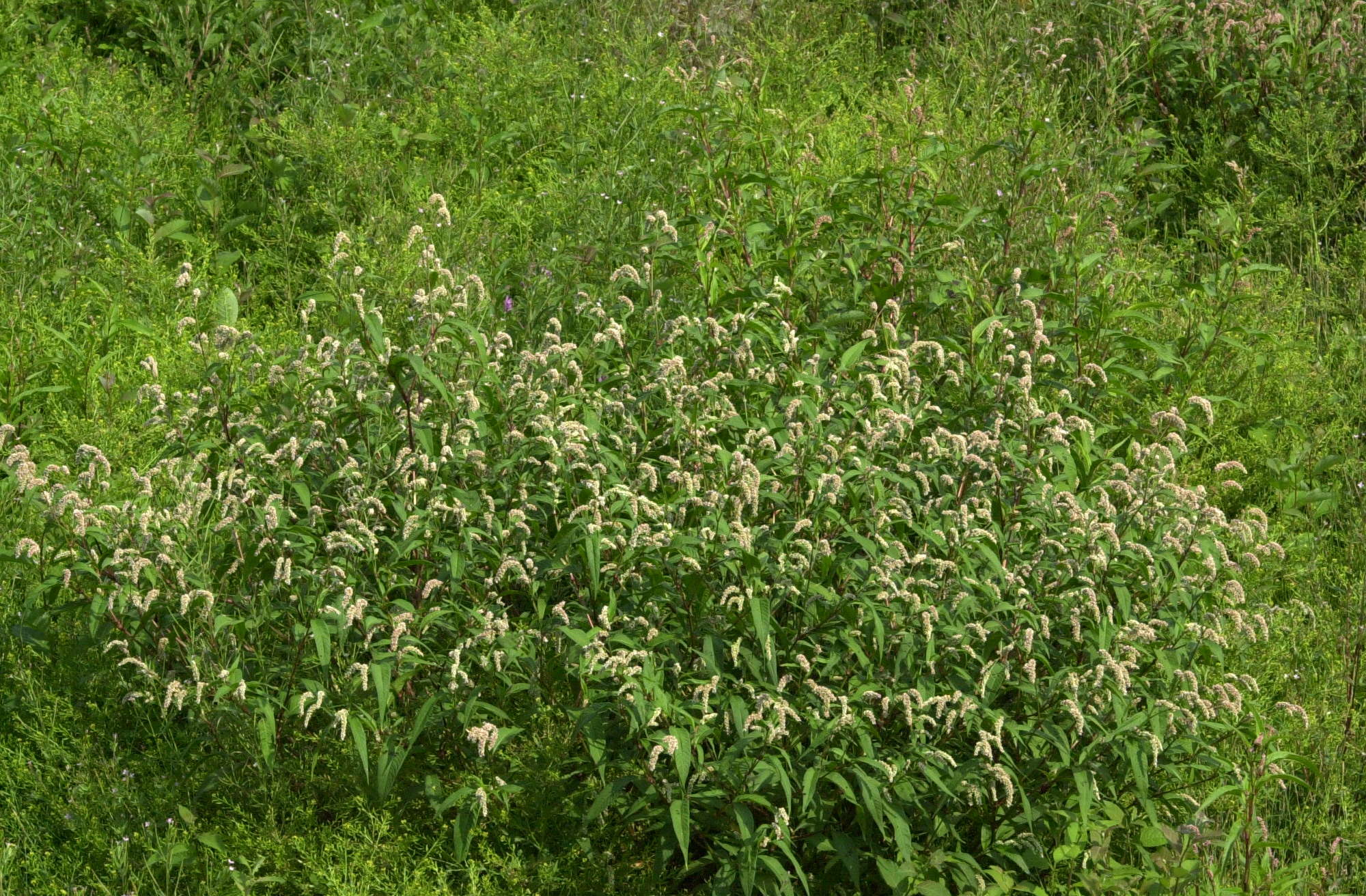 Afficher le média persicaria_lapathifolia2md persicaria_lapathifolia2md