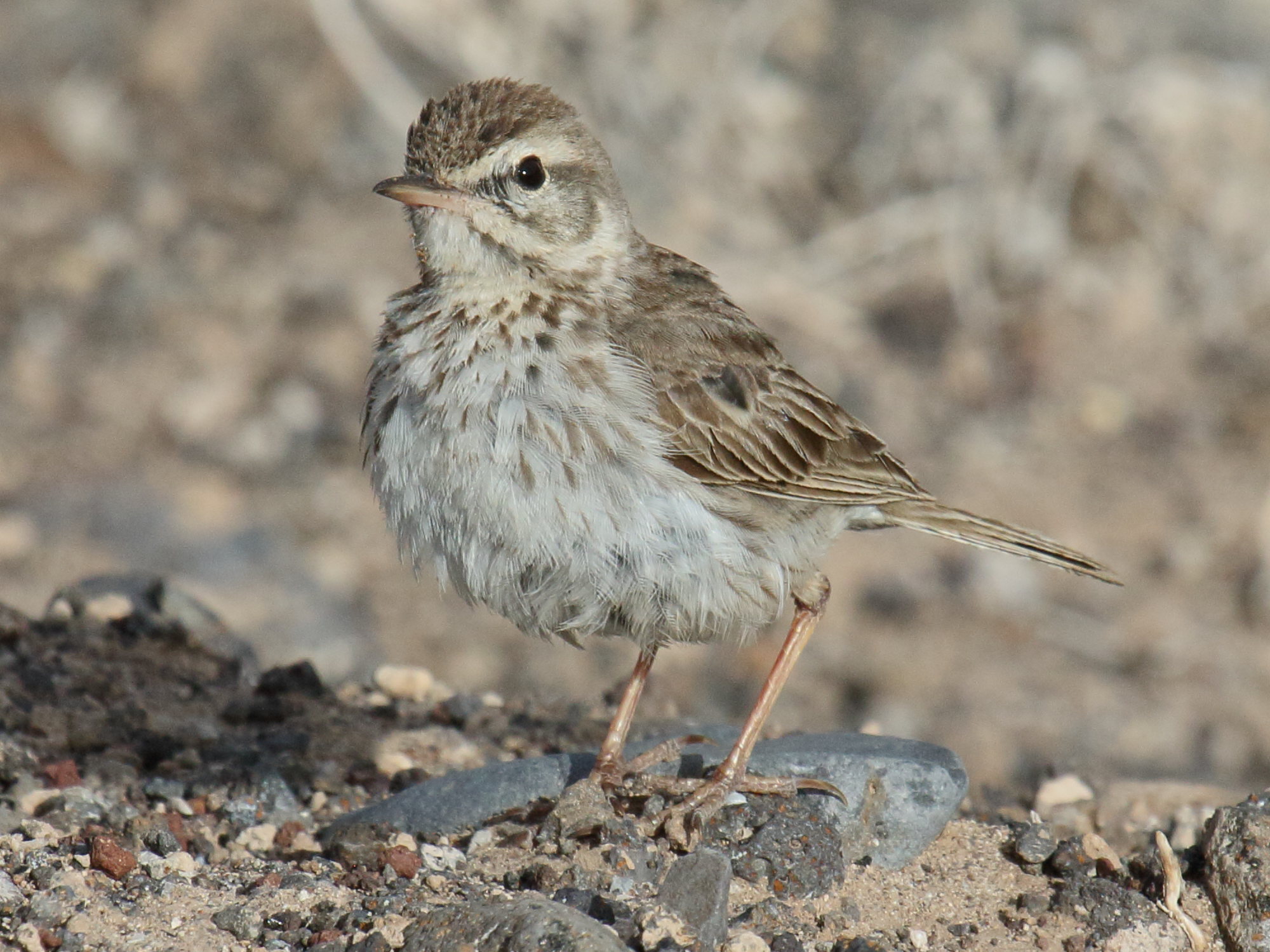 pipit_de_berthelot_-_anthus_berthelotii3bd