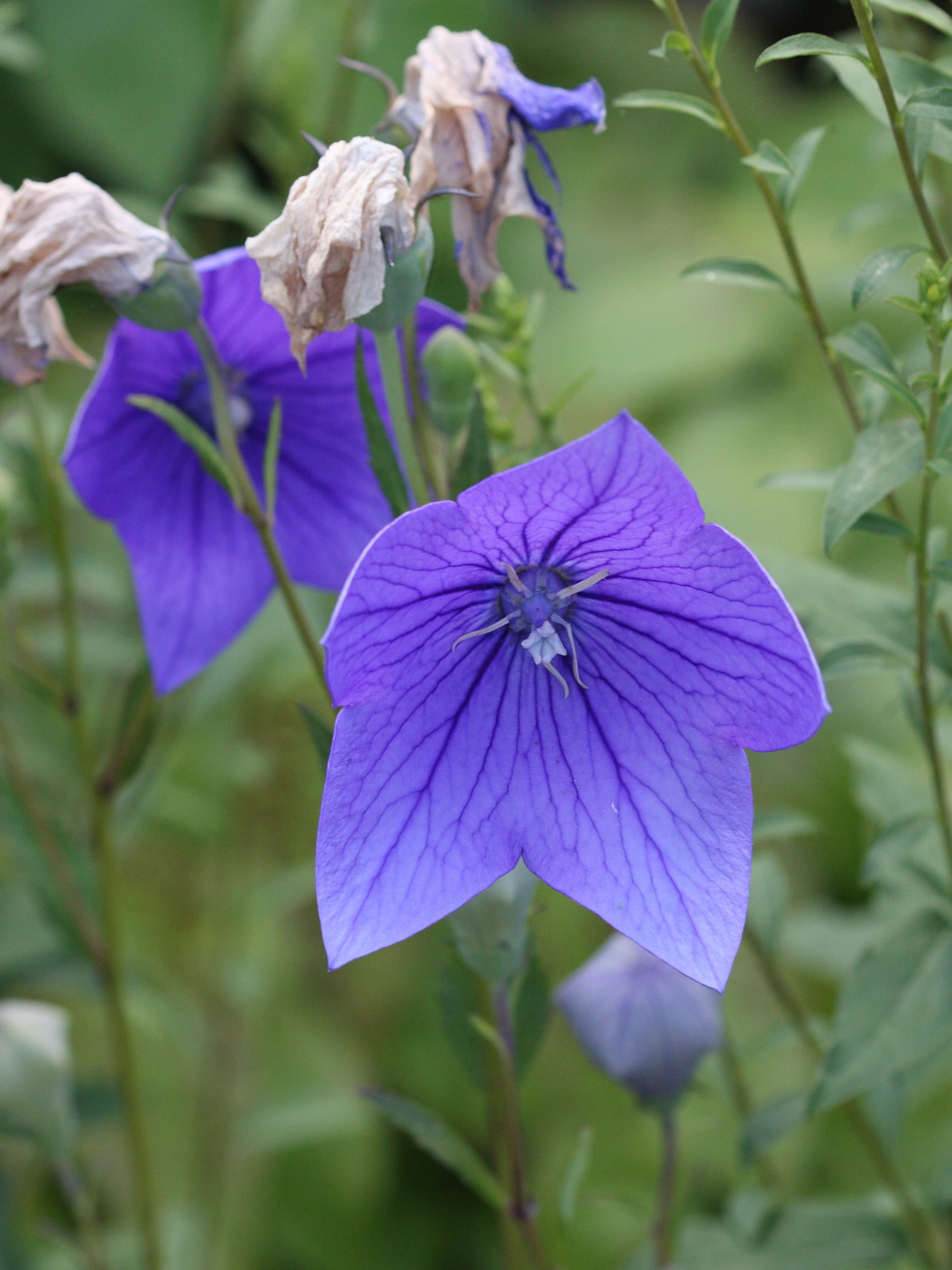 platycodon_grandiflorus1sd