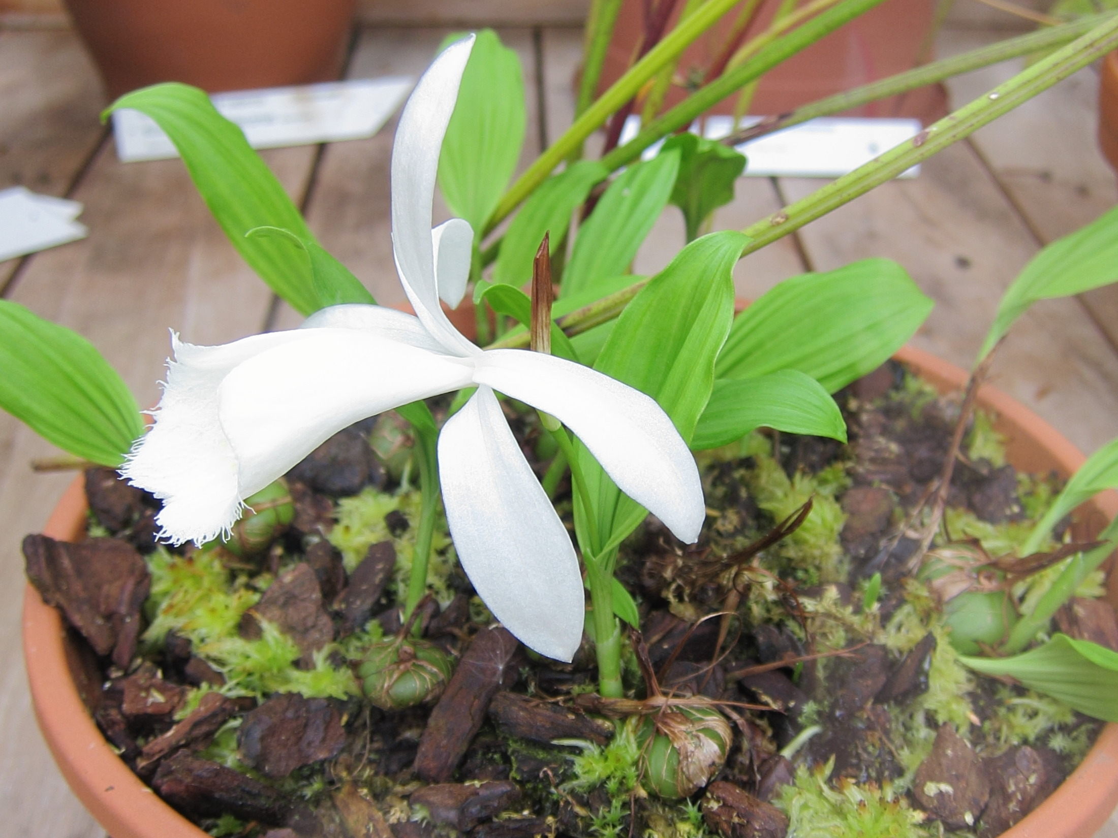 pleione_formosana_alba1bd