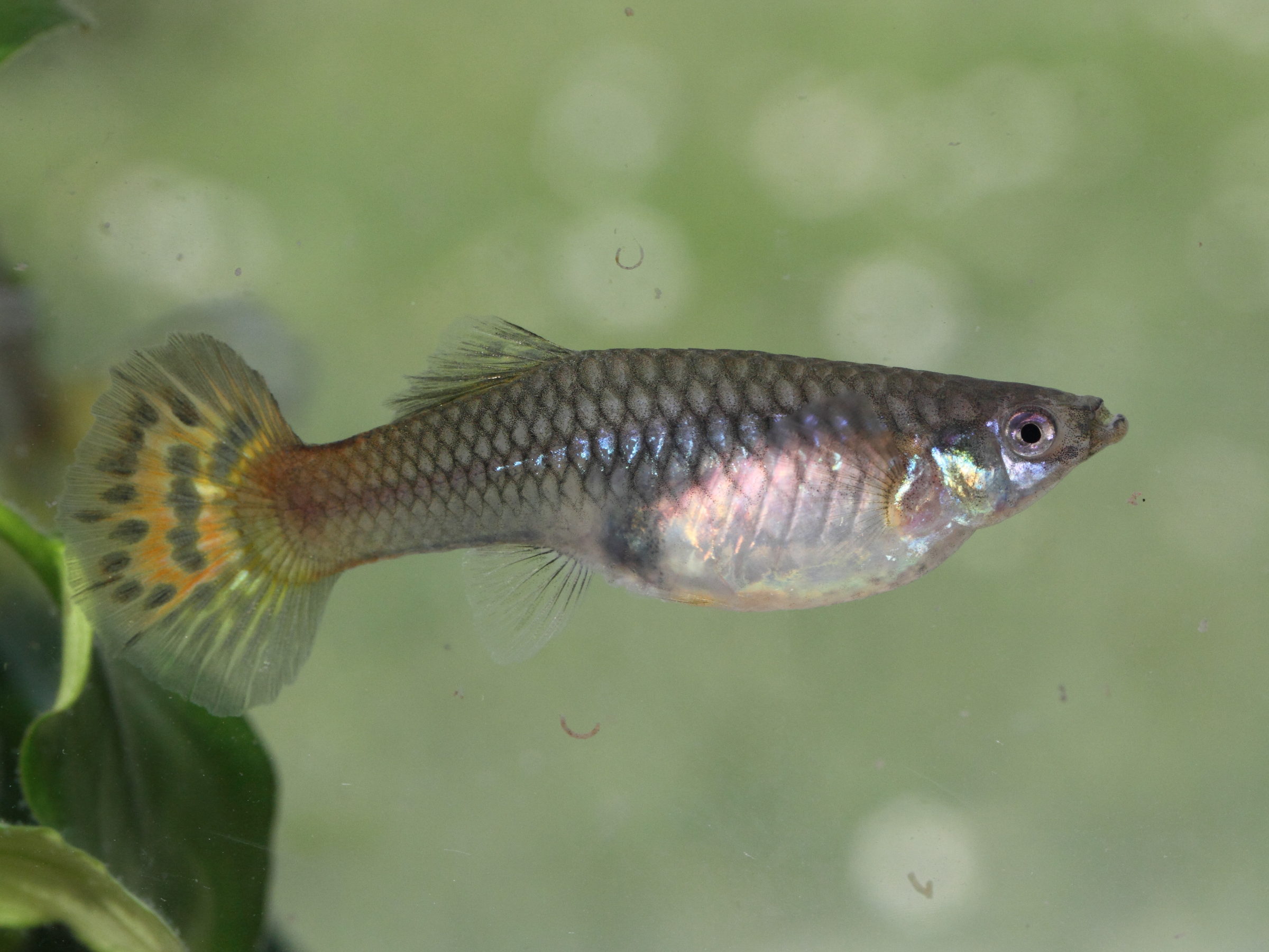 poecilia_reticulata1bmd
