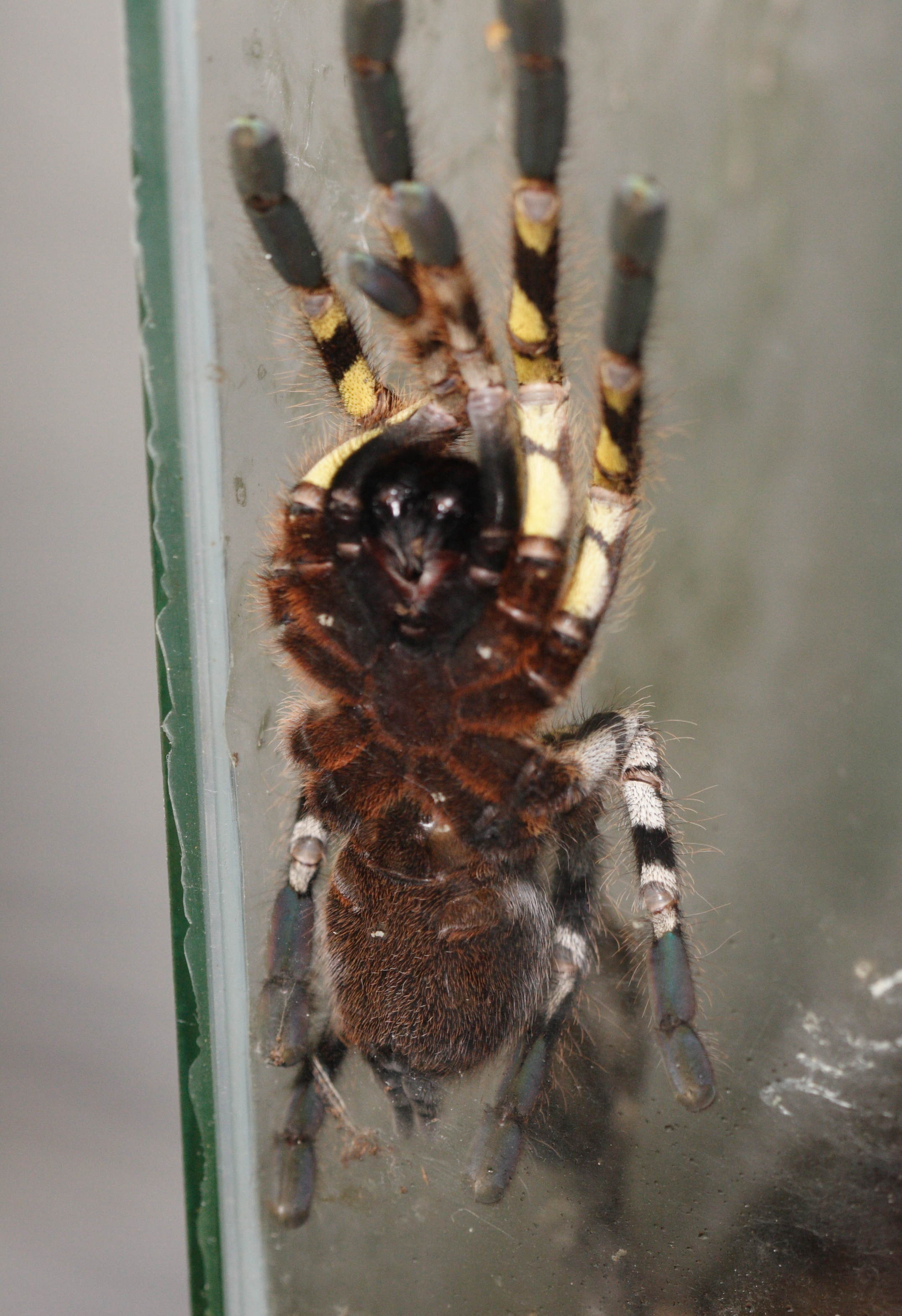 poecilotheria_fasciata3md