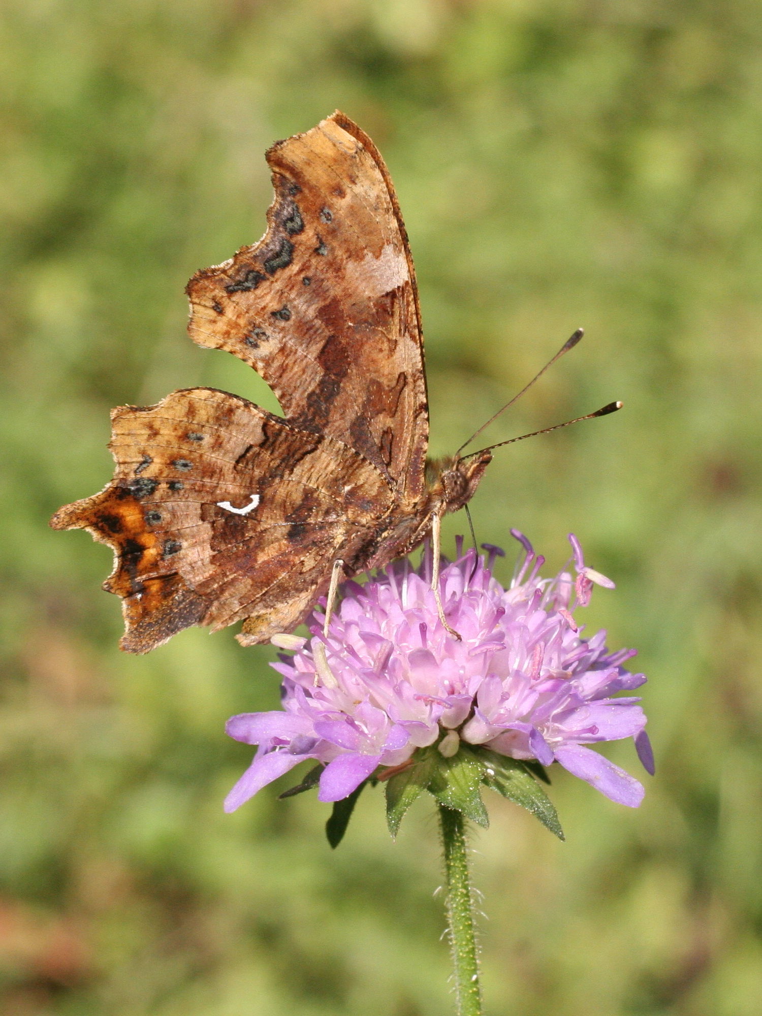 polygonia_c-album6sd