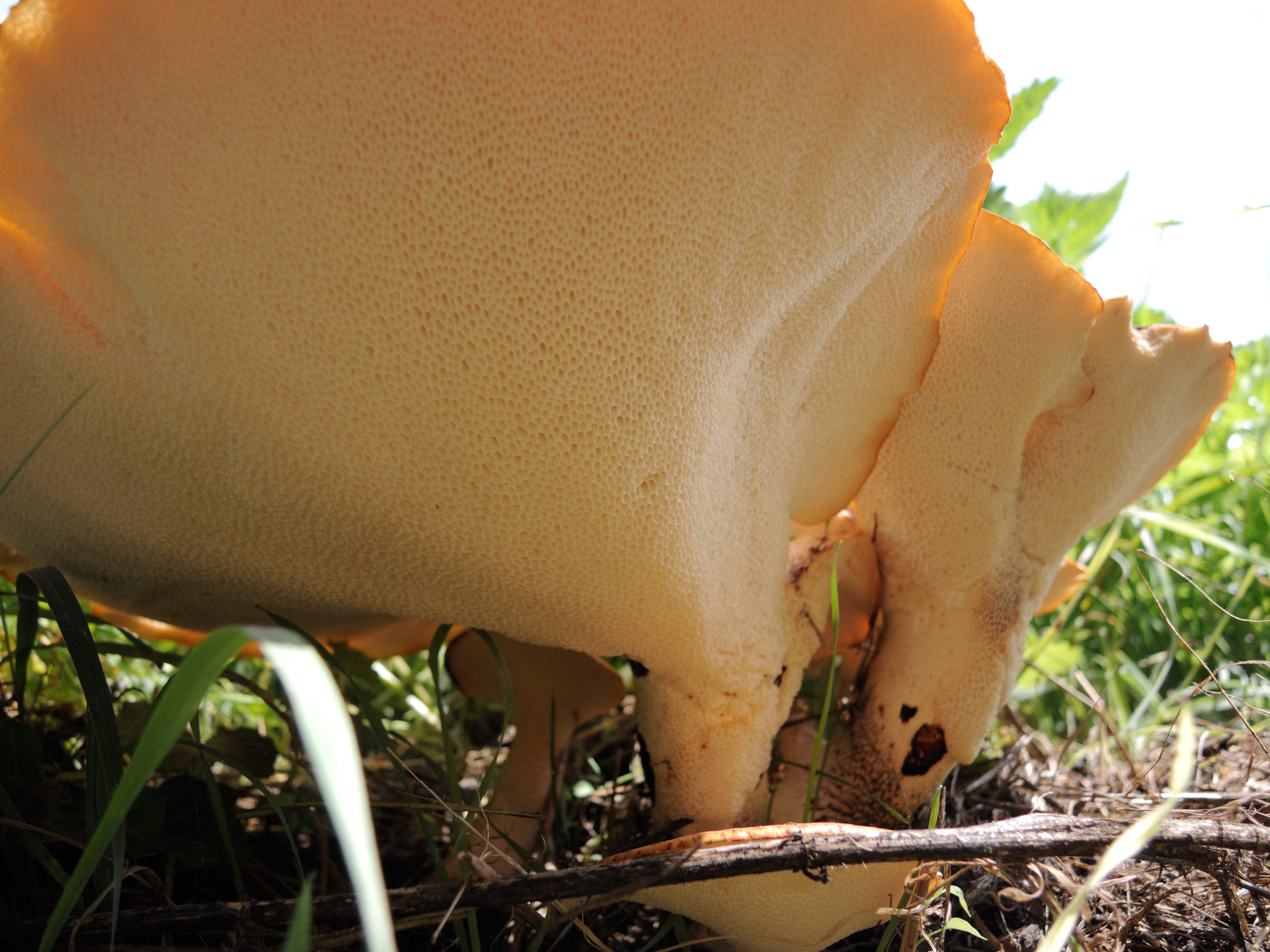 polyporus_squamosus2md