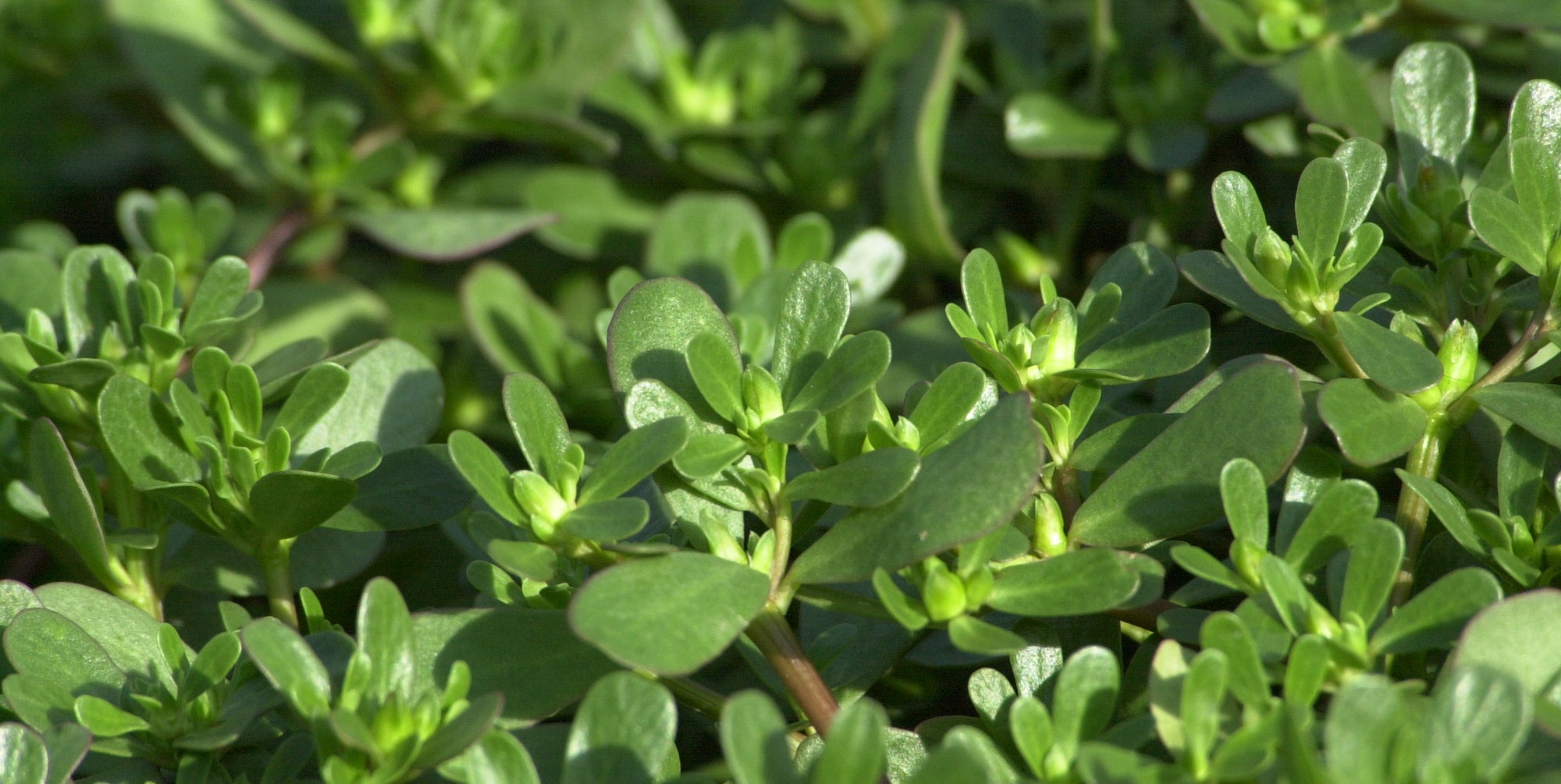 portulaca_oleracea1md