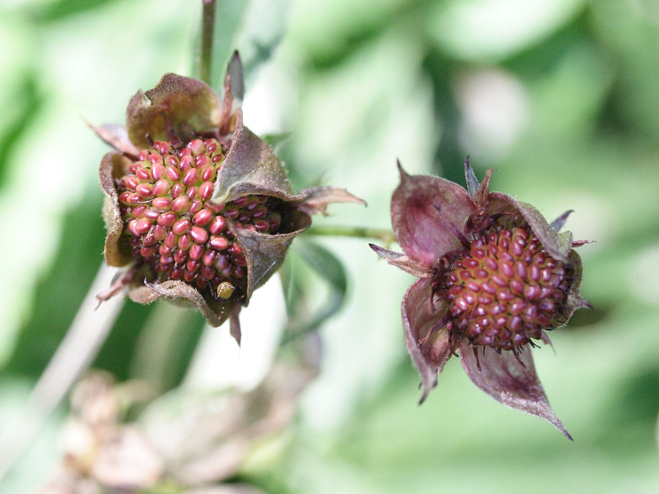 Afficher le média potentilla_palustris4md potentilla_palustris4md