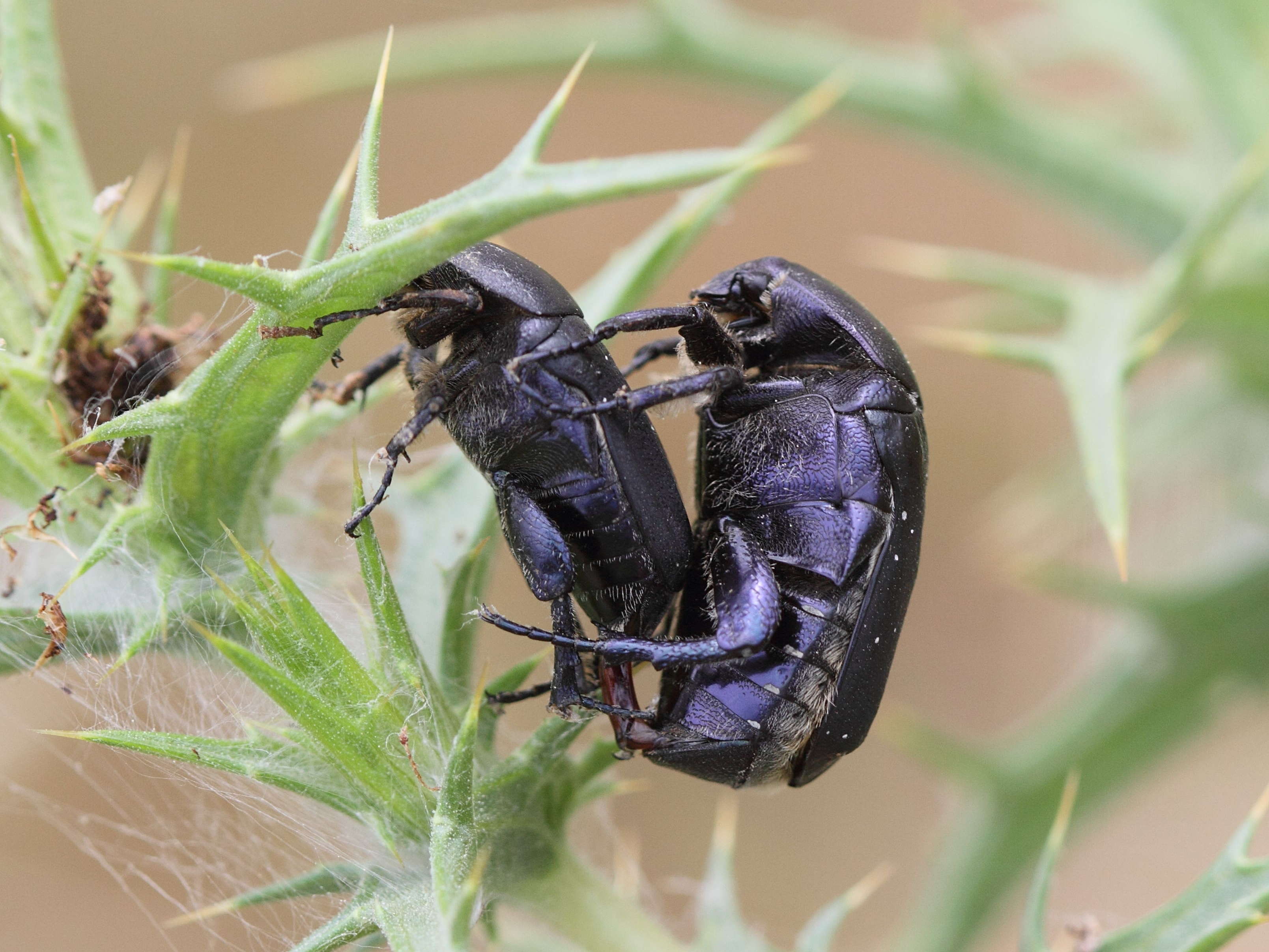 protaetia_afflicta_atrocoerulea1bd