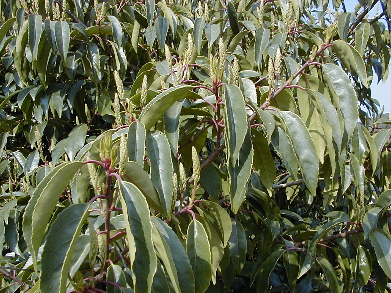 Afficher le média prunus_lusitanica1md prunus_lusitanica1md