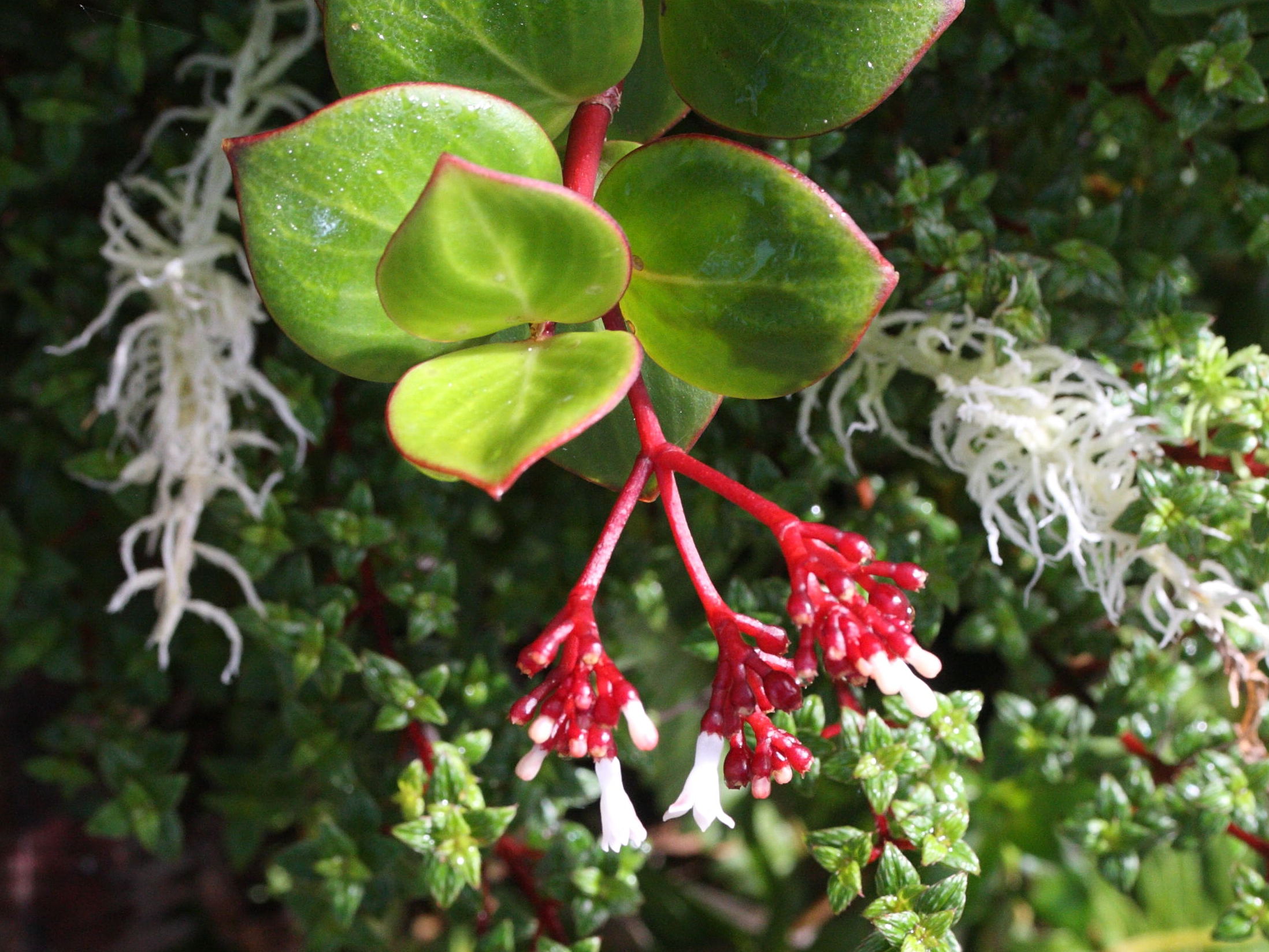 psychotria_guadalupensis2md