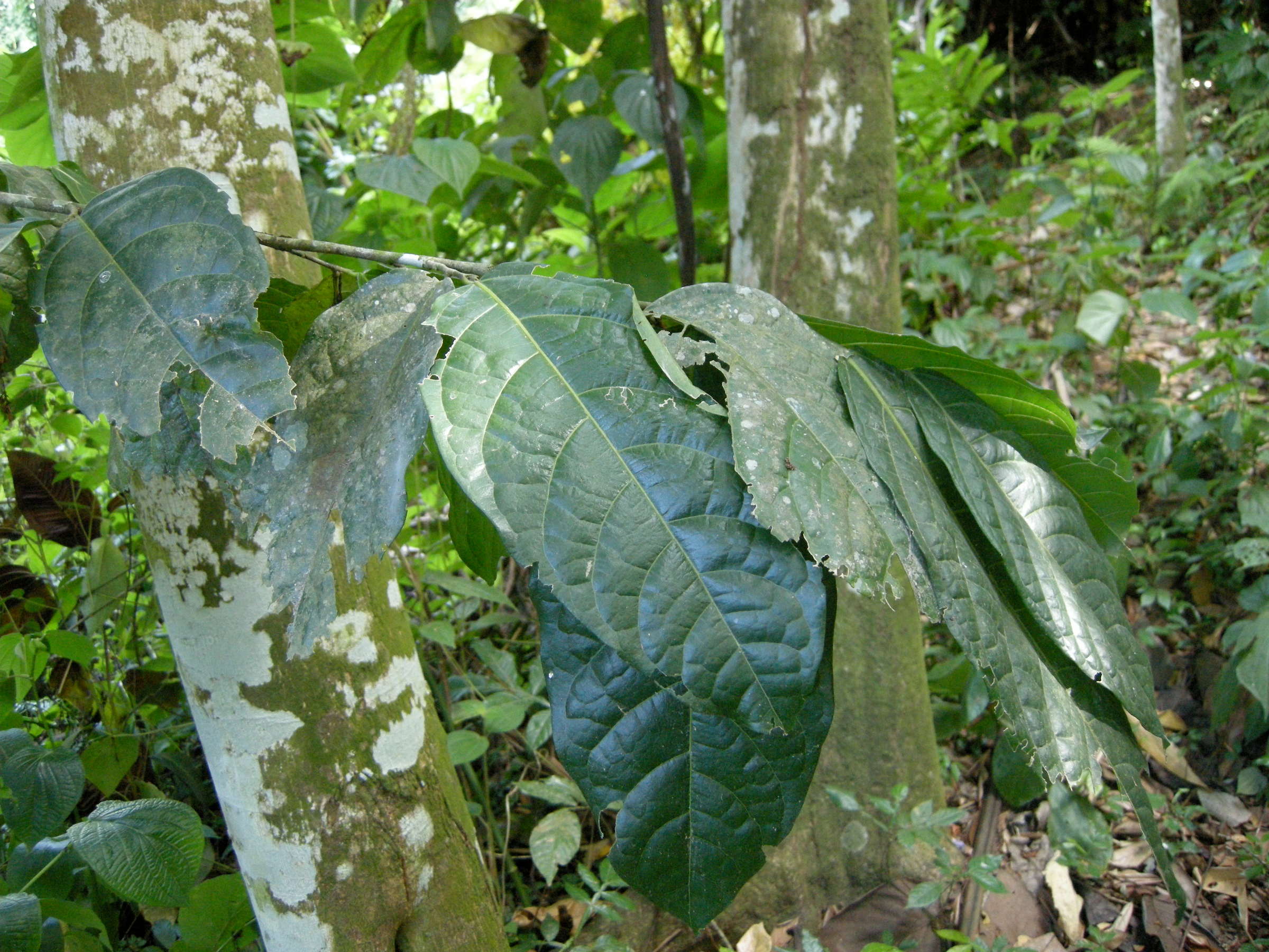 quararibea_turbinata2md