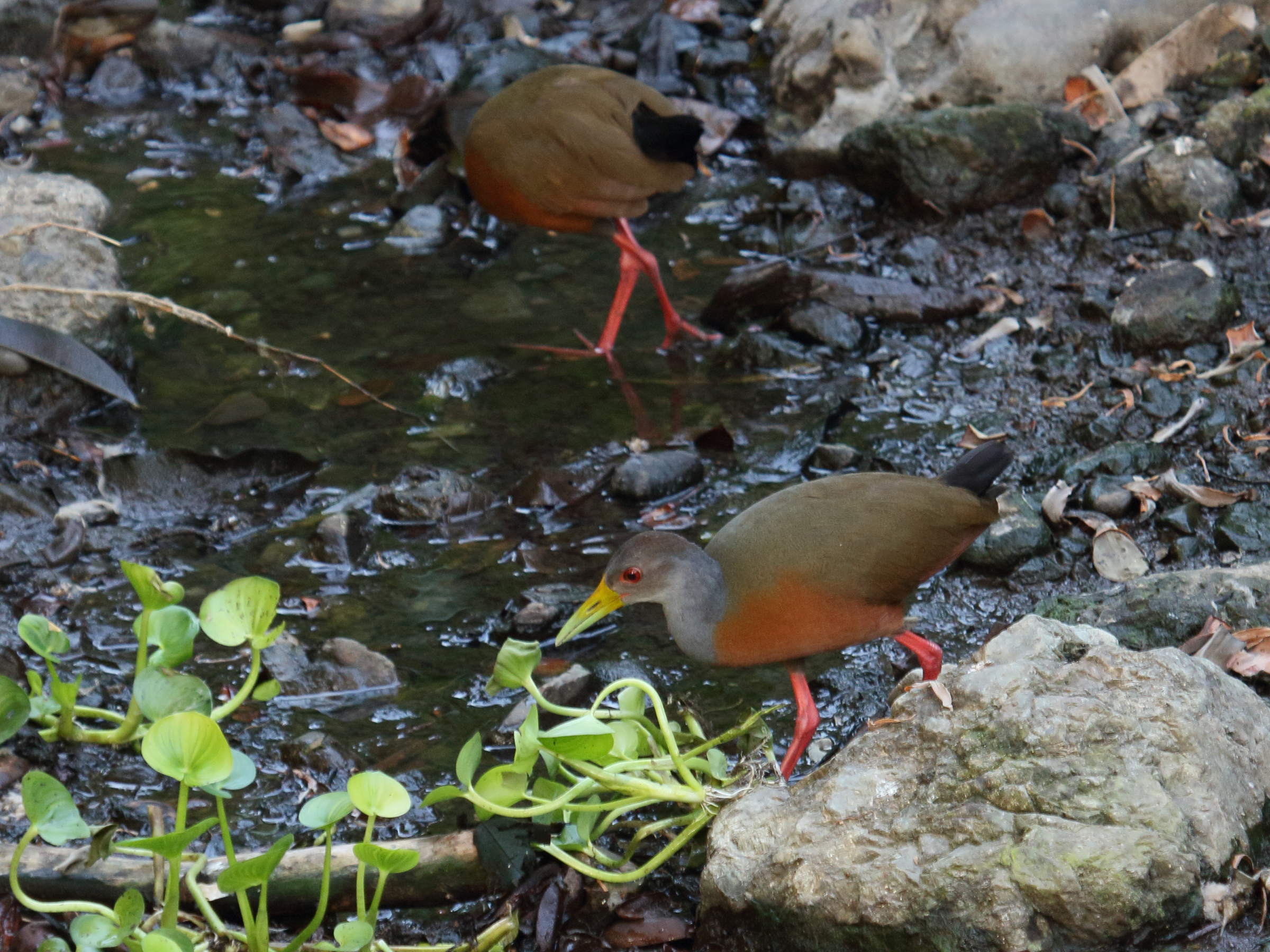 rale_de_cayenne_-_aramides_cajeanus1bd