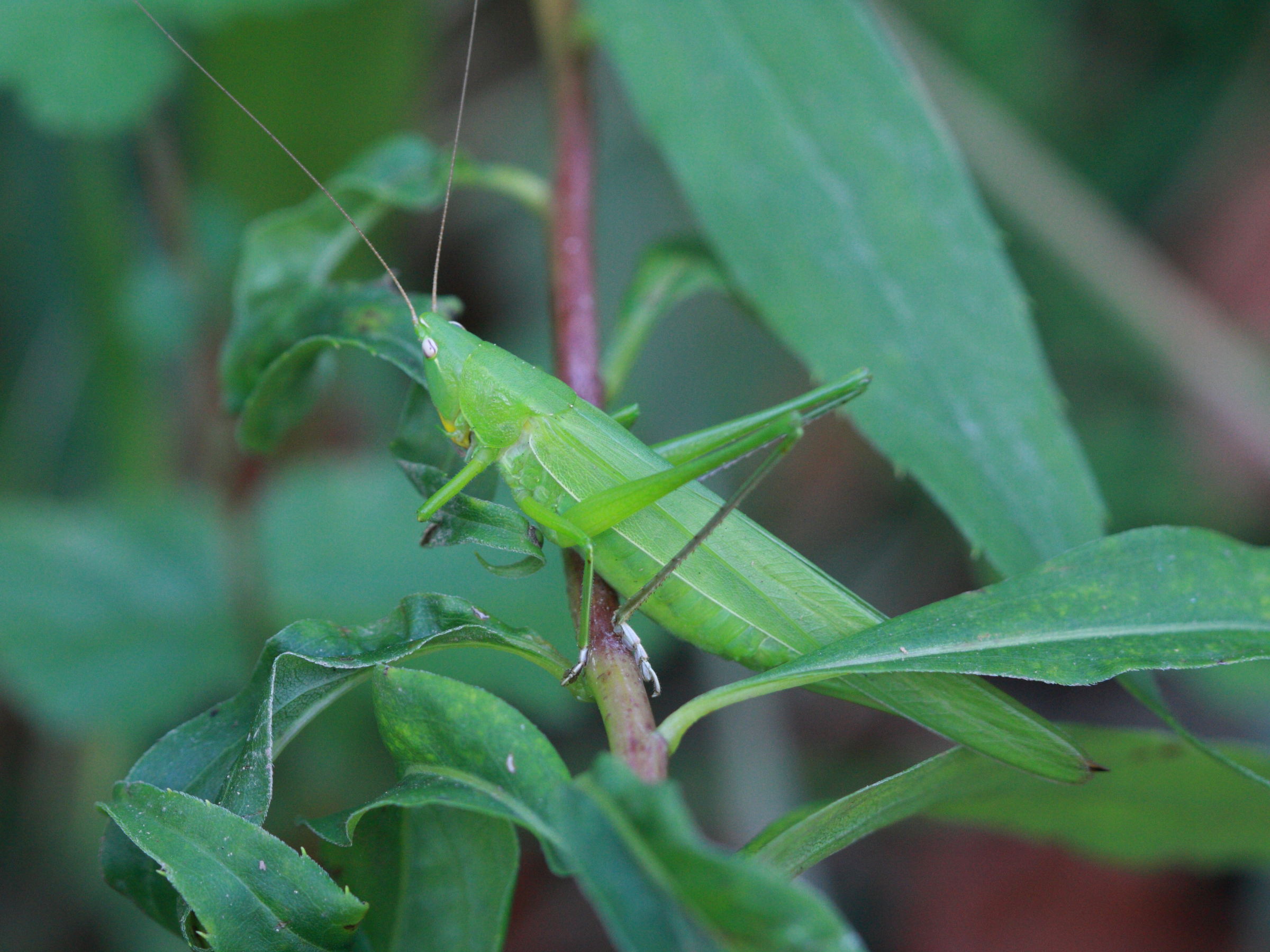 ruspolia_nitidula3bd