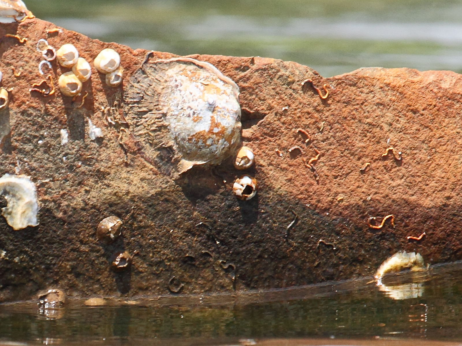 saccostrea_cucullata2bd