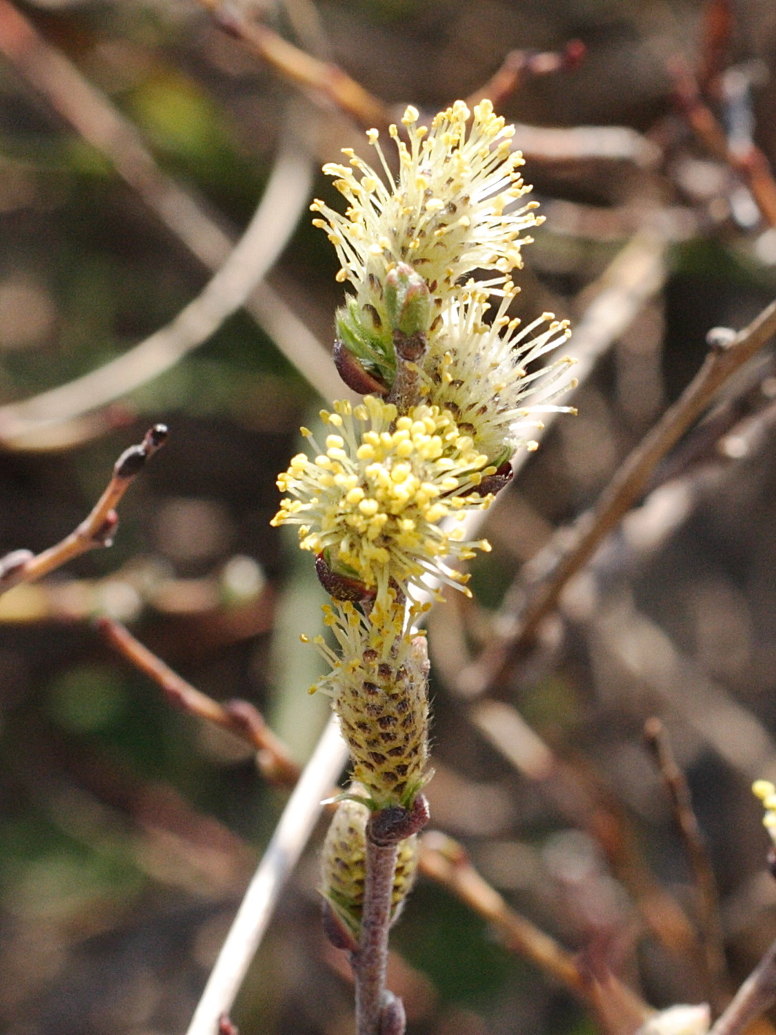 Afficher le média salix_arenaria4md salix_arenaria4md