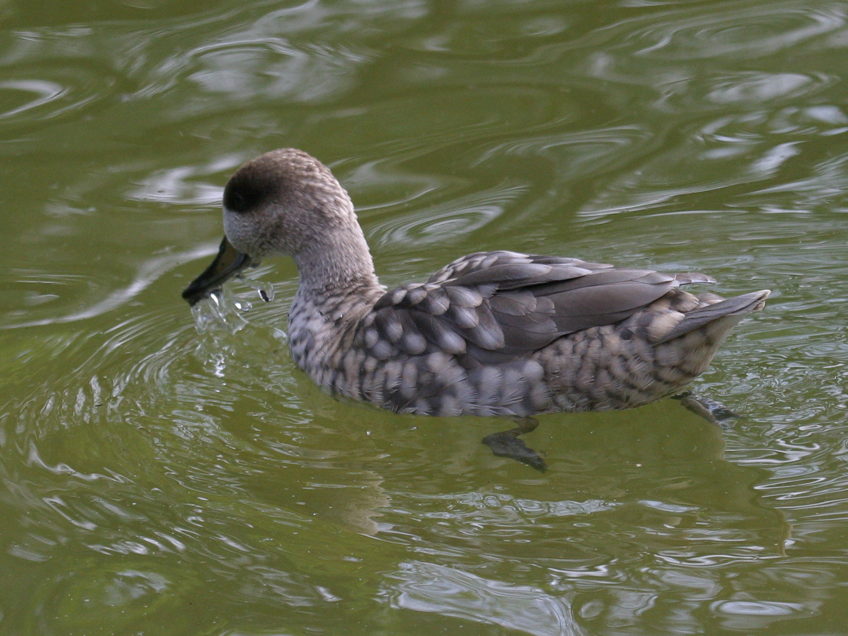 sarcelle_marbree_-_marmaronetta_angustirostris1md