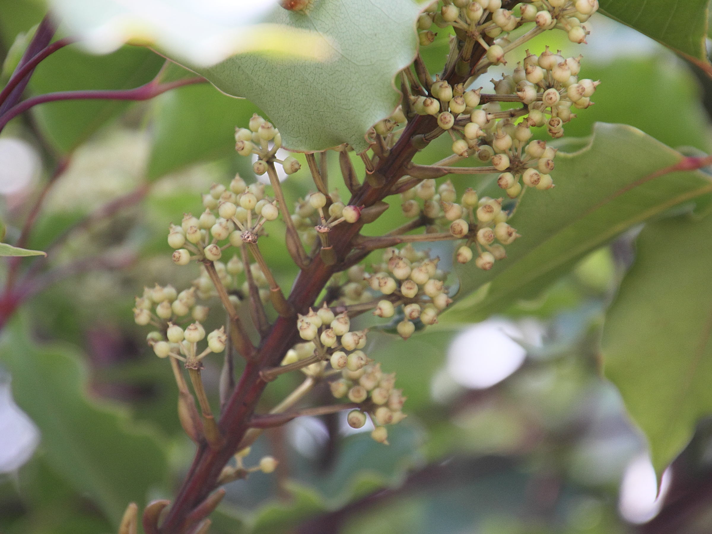 schefflera_rodriguesiana2md
