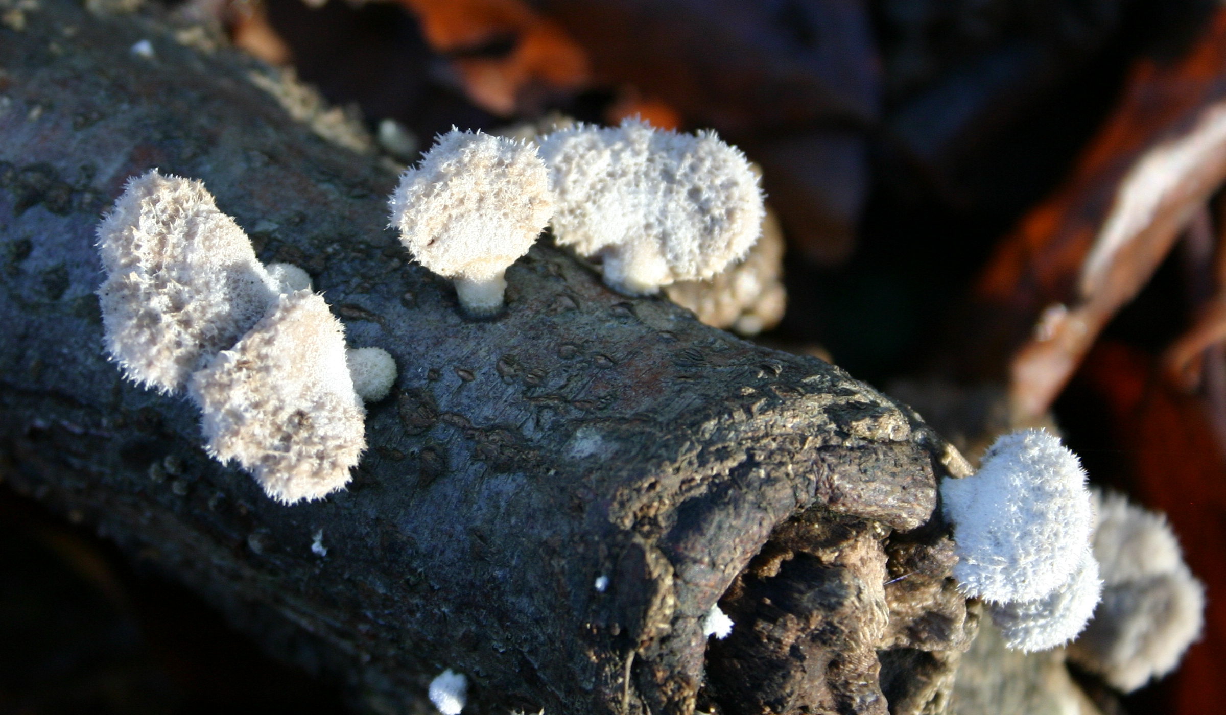 Afficher le média schizophyllum_commune3sd schizophyllum_commune3sd