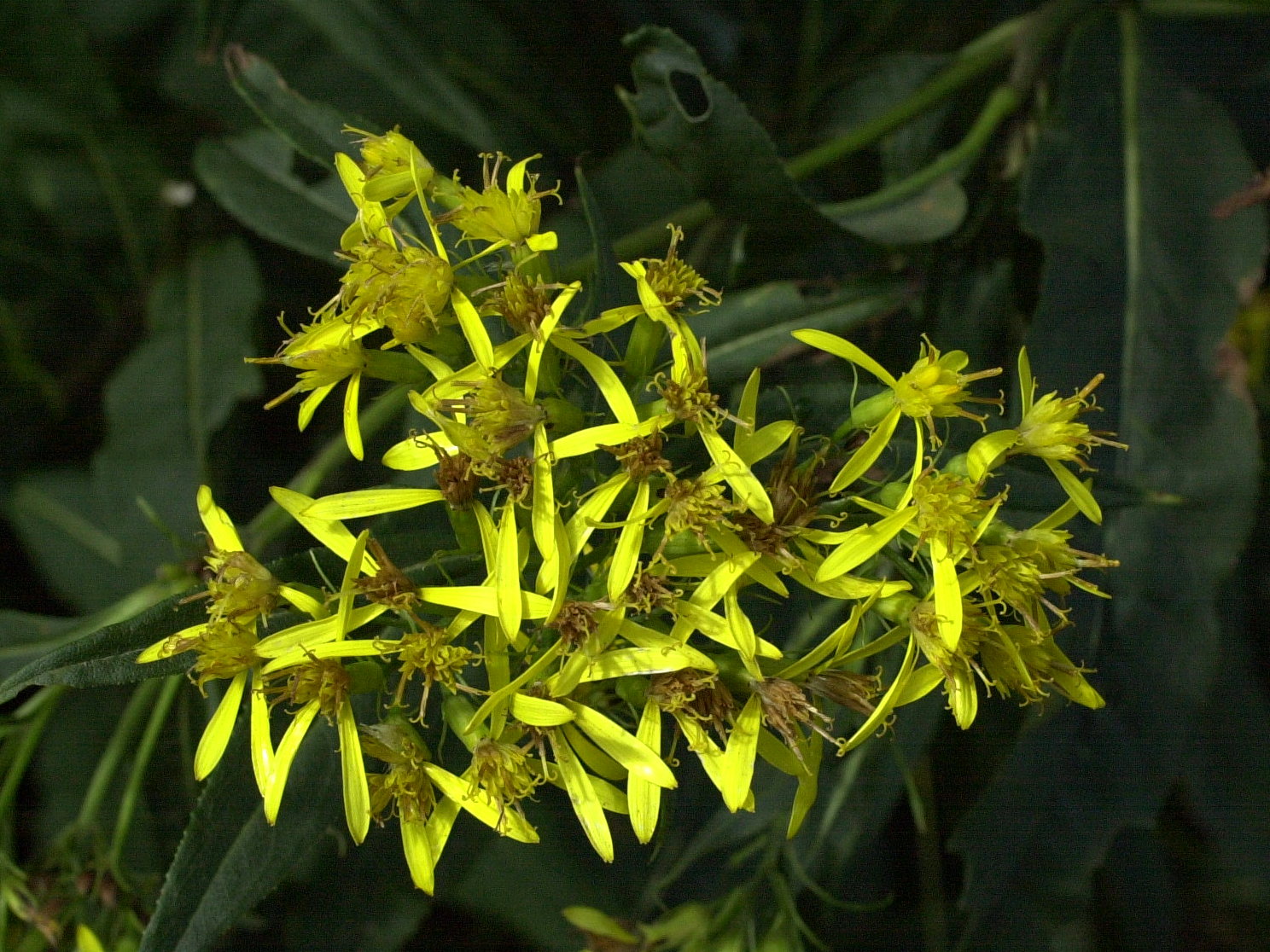 senecio_nemorensis3md