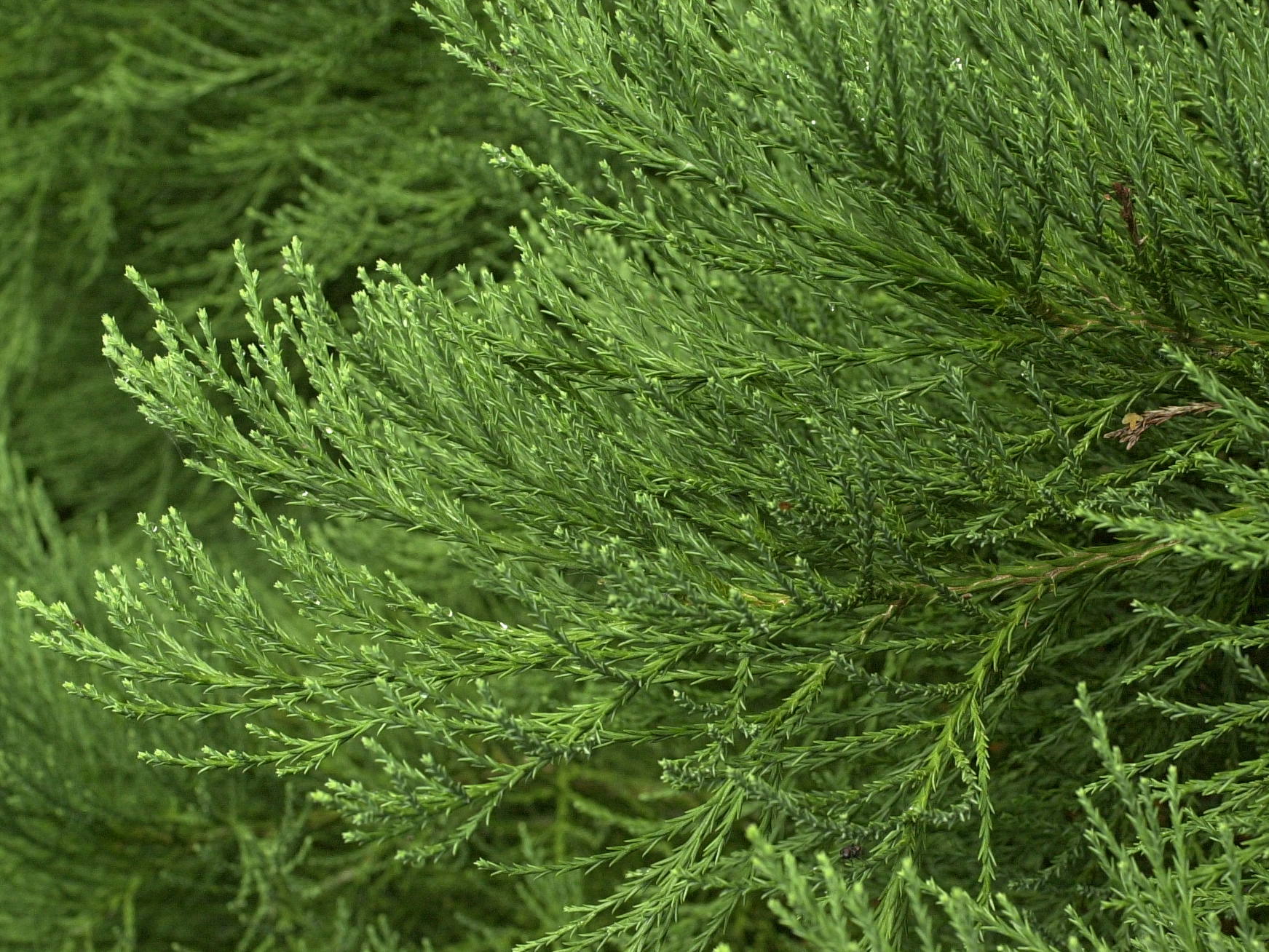 sequoiadendron_giganteum2md