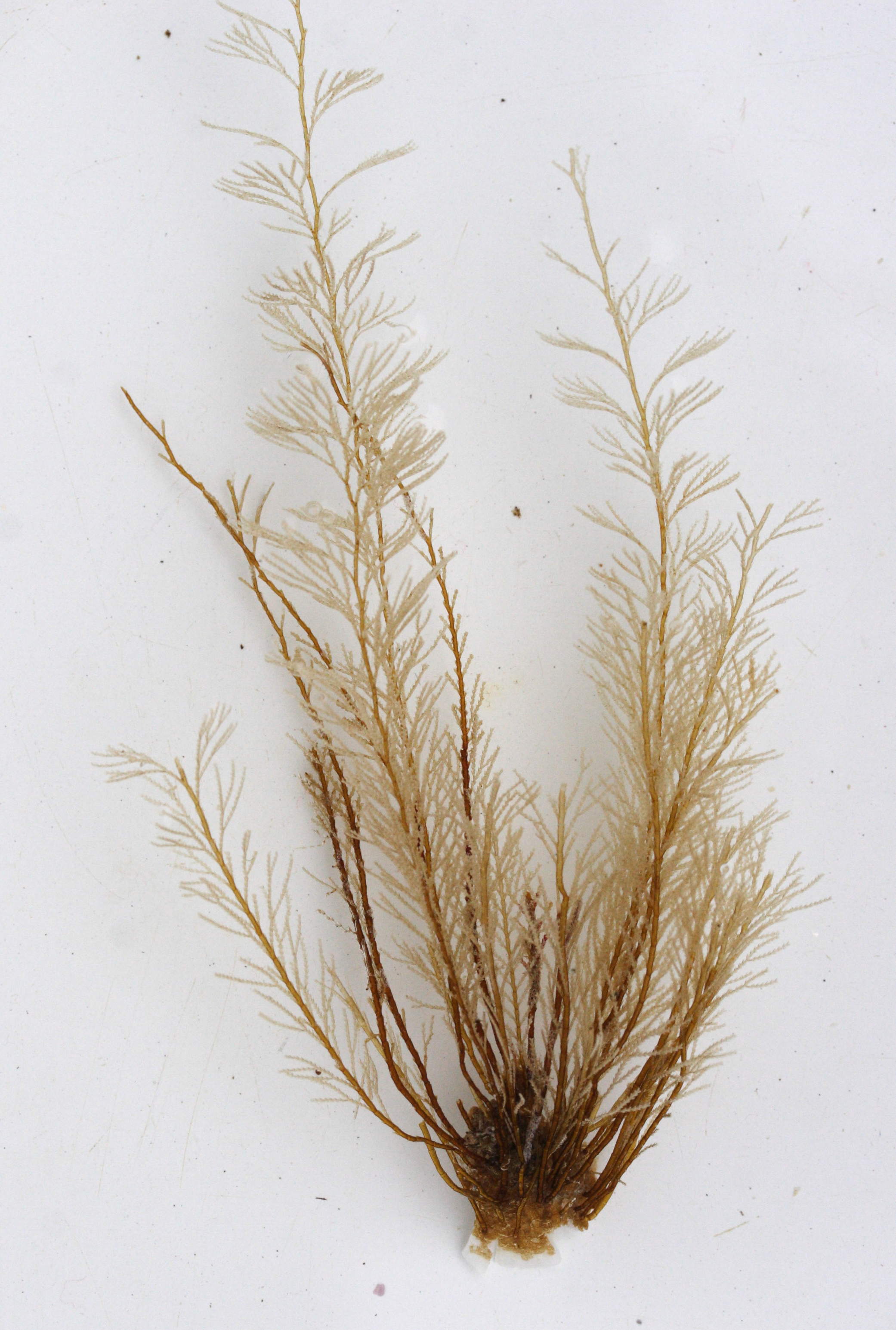 sertularia_cupressina1md