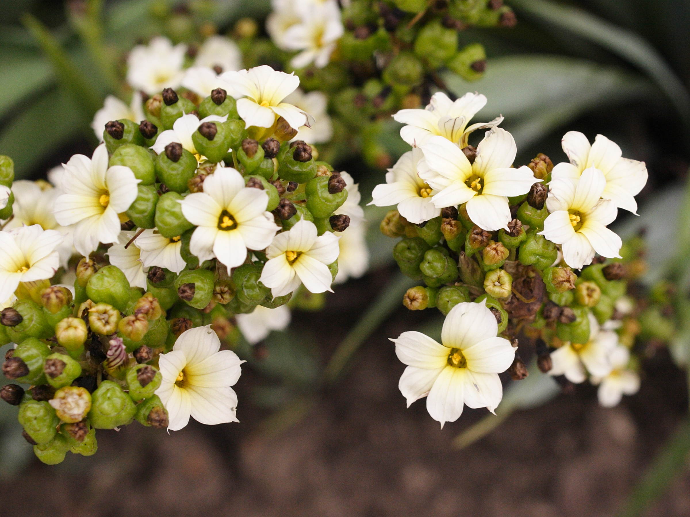 sisyrinchium_striatum2md