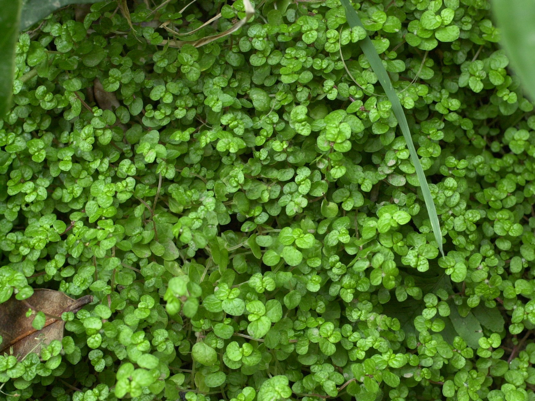 soleirolia_soleirolii1md