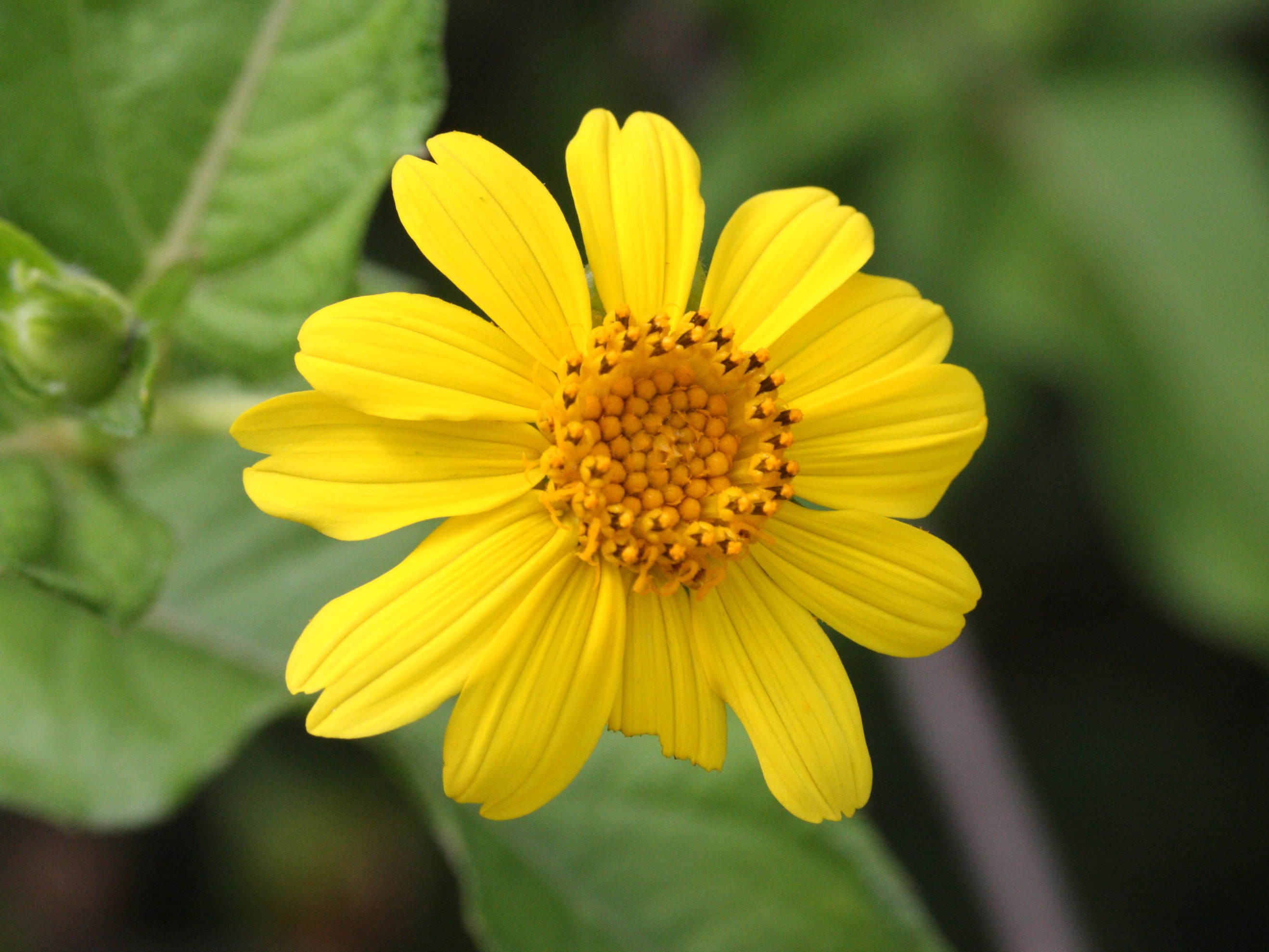 sphagneticola_trilobata3md