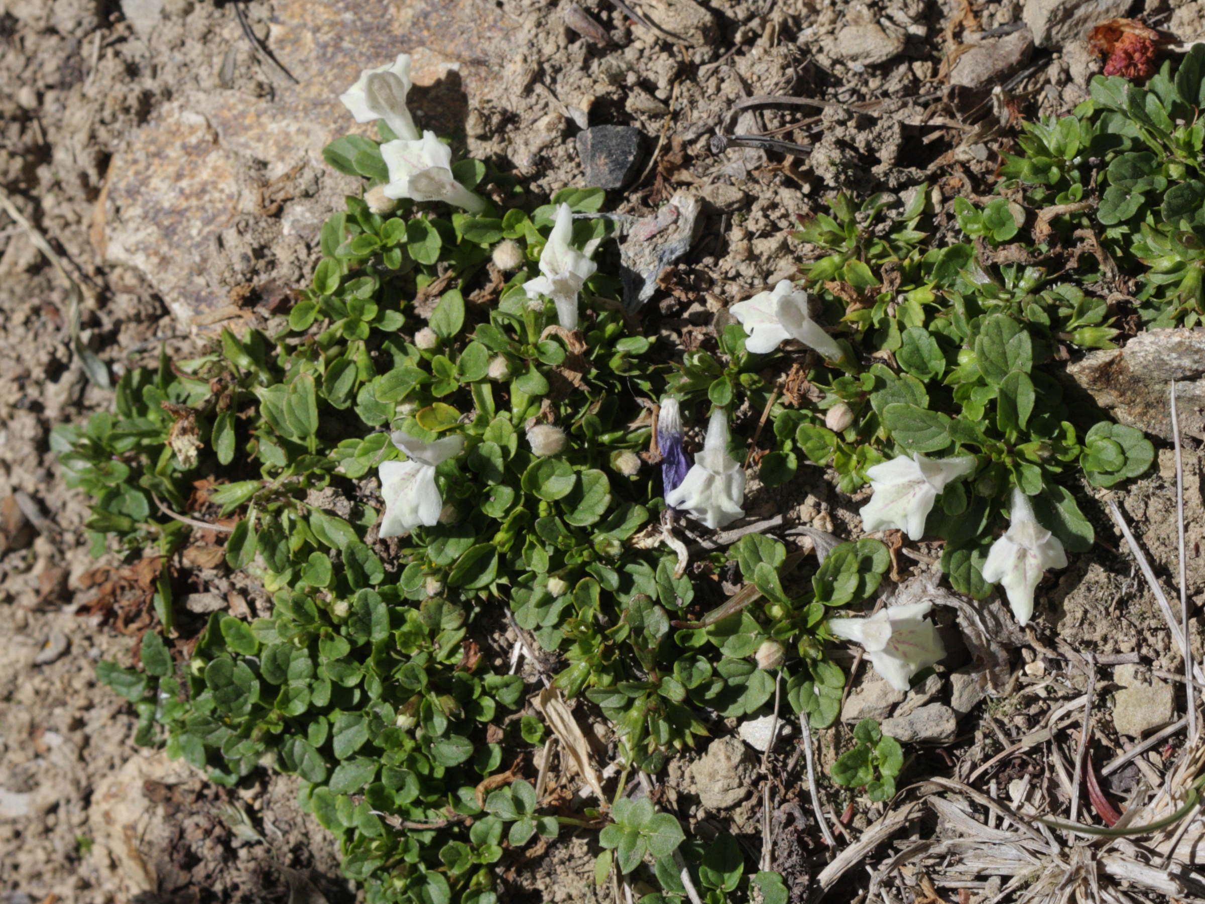 stachys_corsica1bd