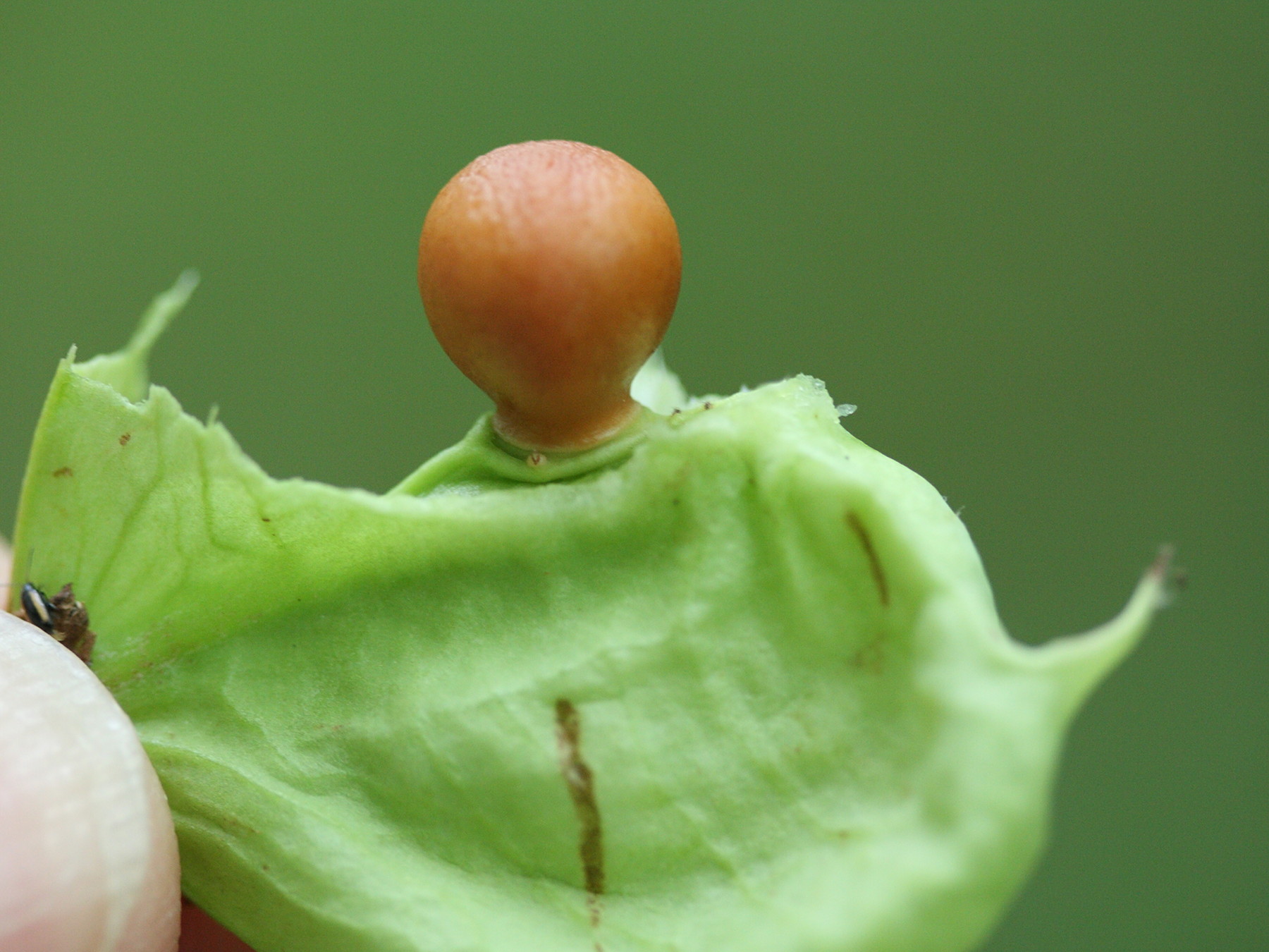 staphylea_pinnata8md