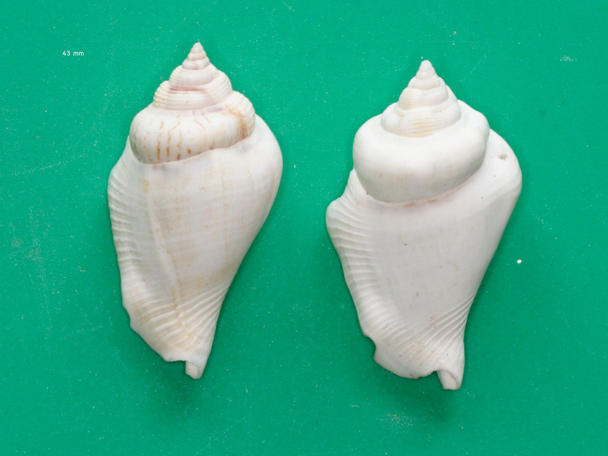 str_gibberulus_gibberulus1md