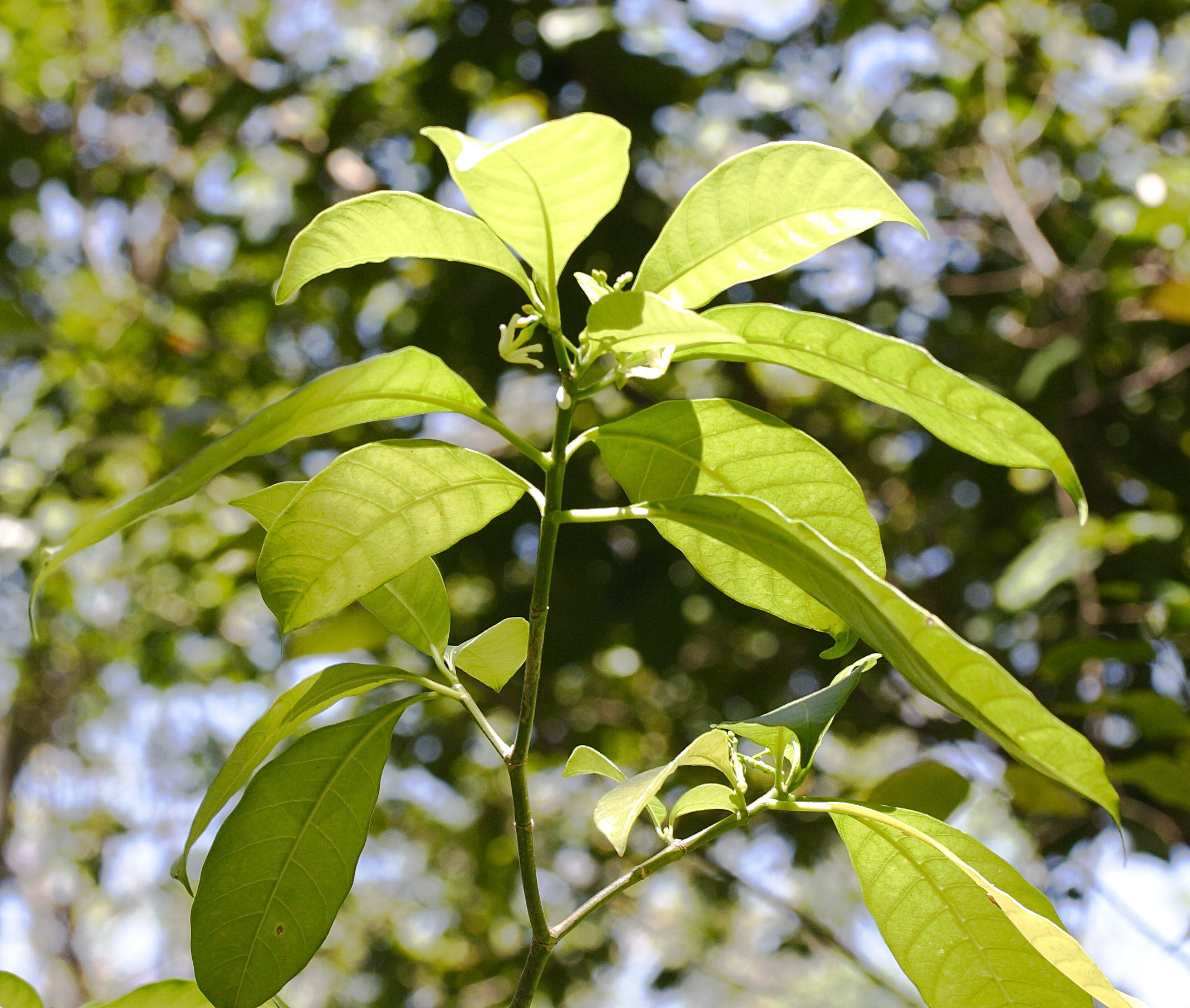 tabernaemontana_citrifolia4md